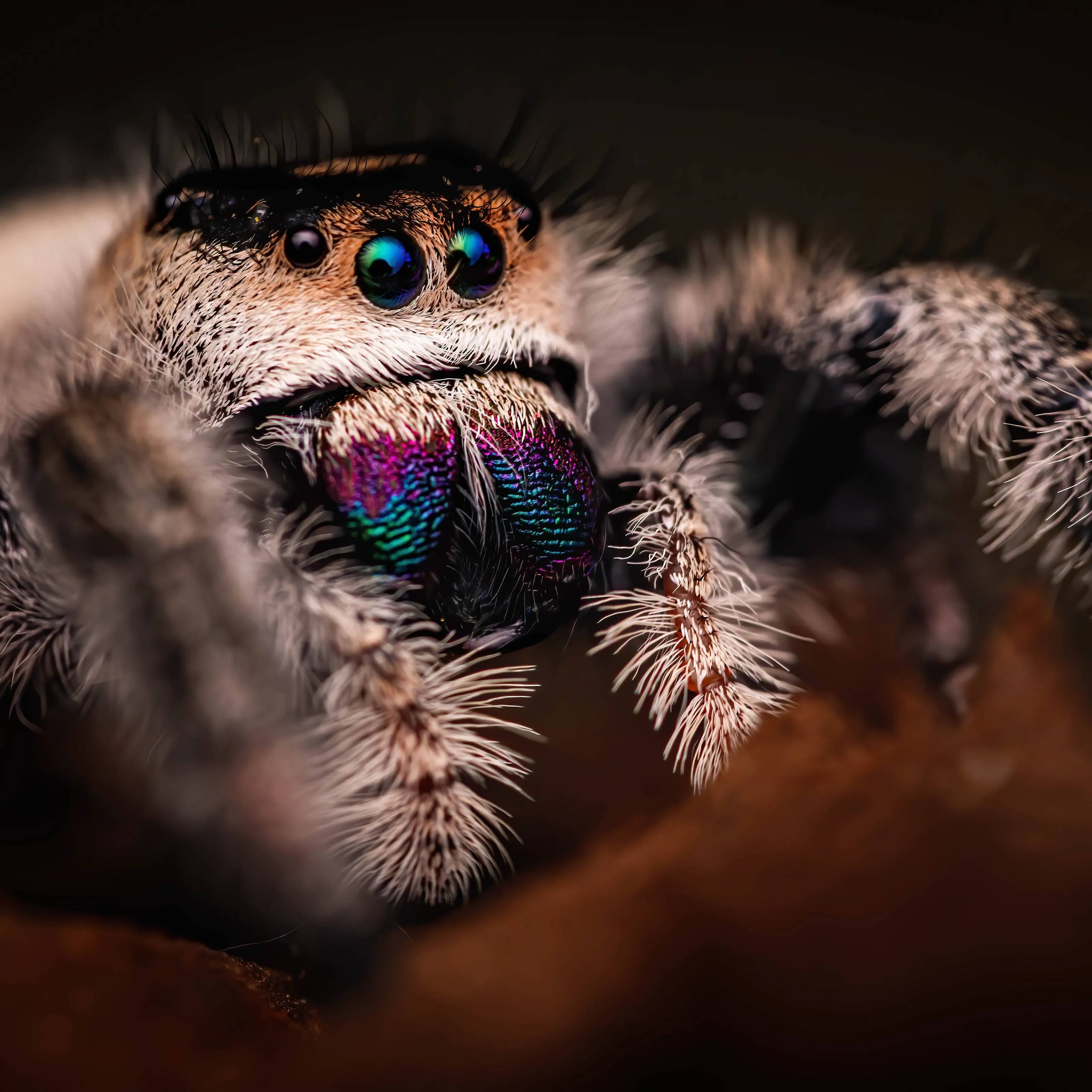 Mr spider