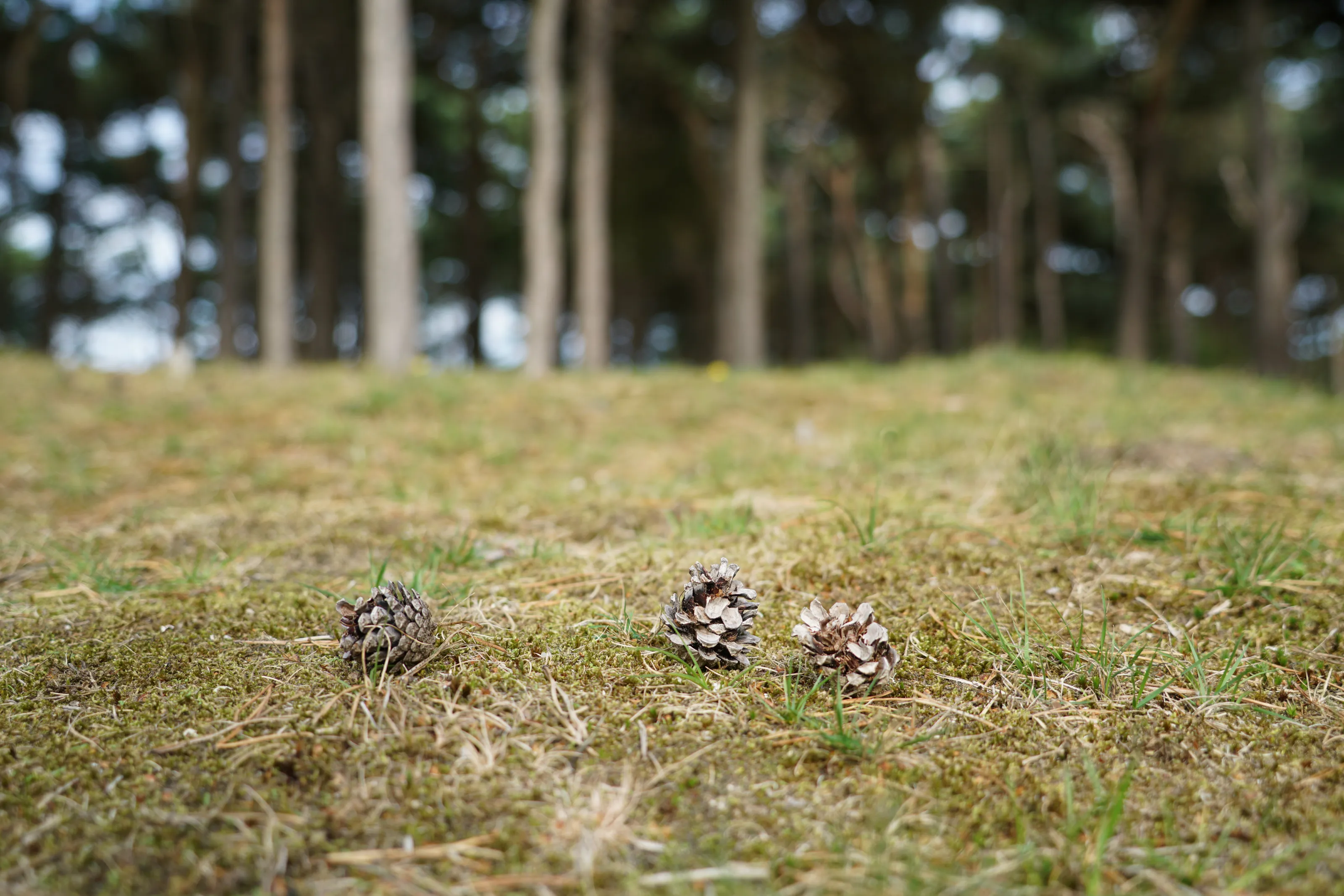 Pine cones close up in forest
