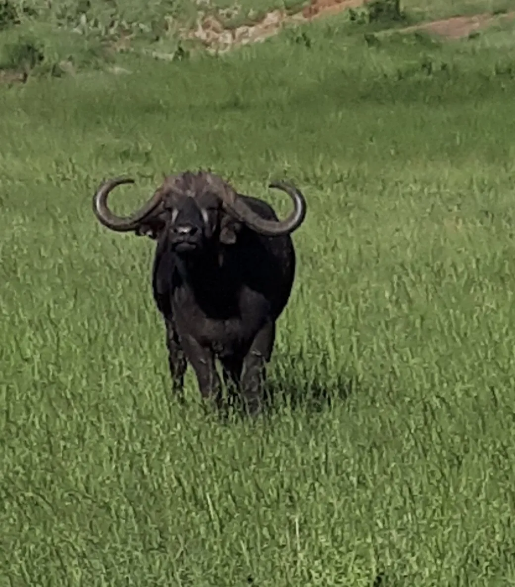 Animal