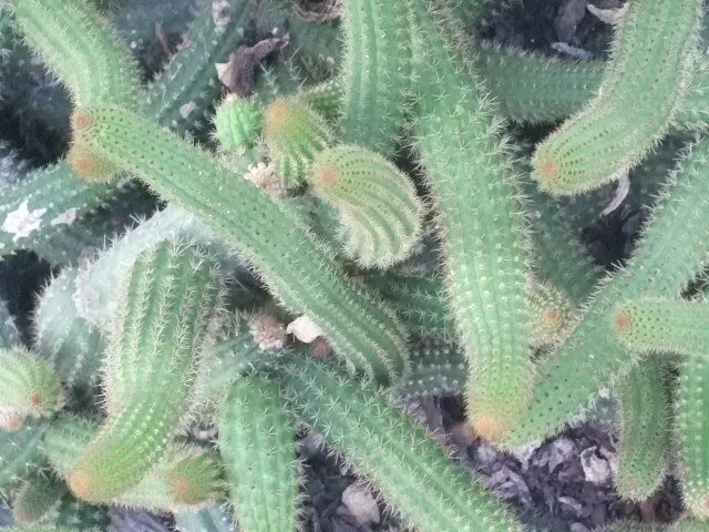 Cacti at Kew