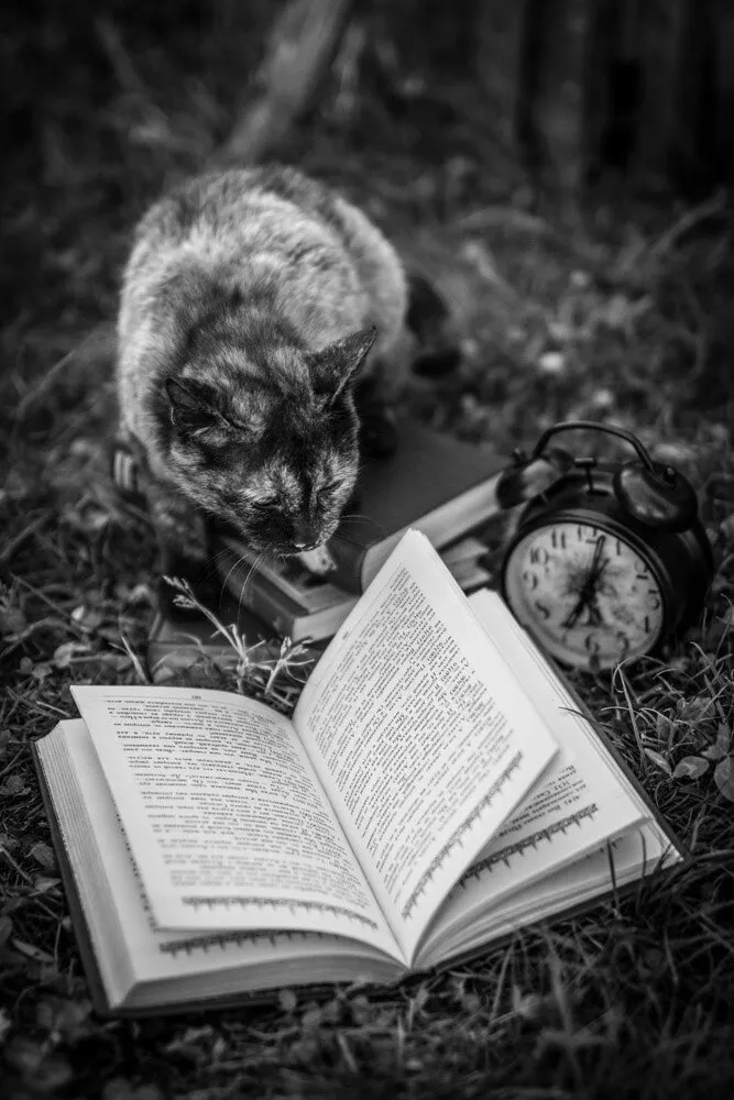 SMART CAT