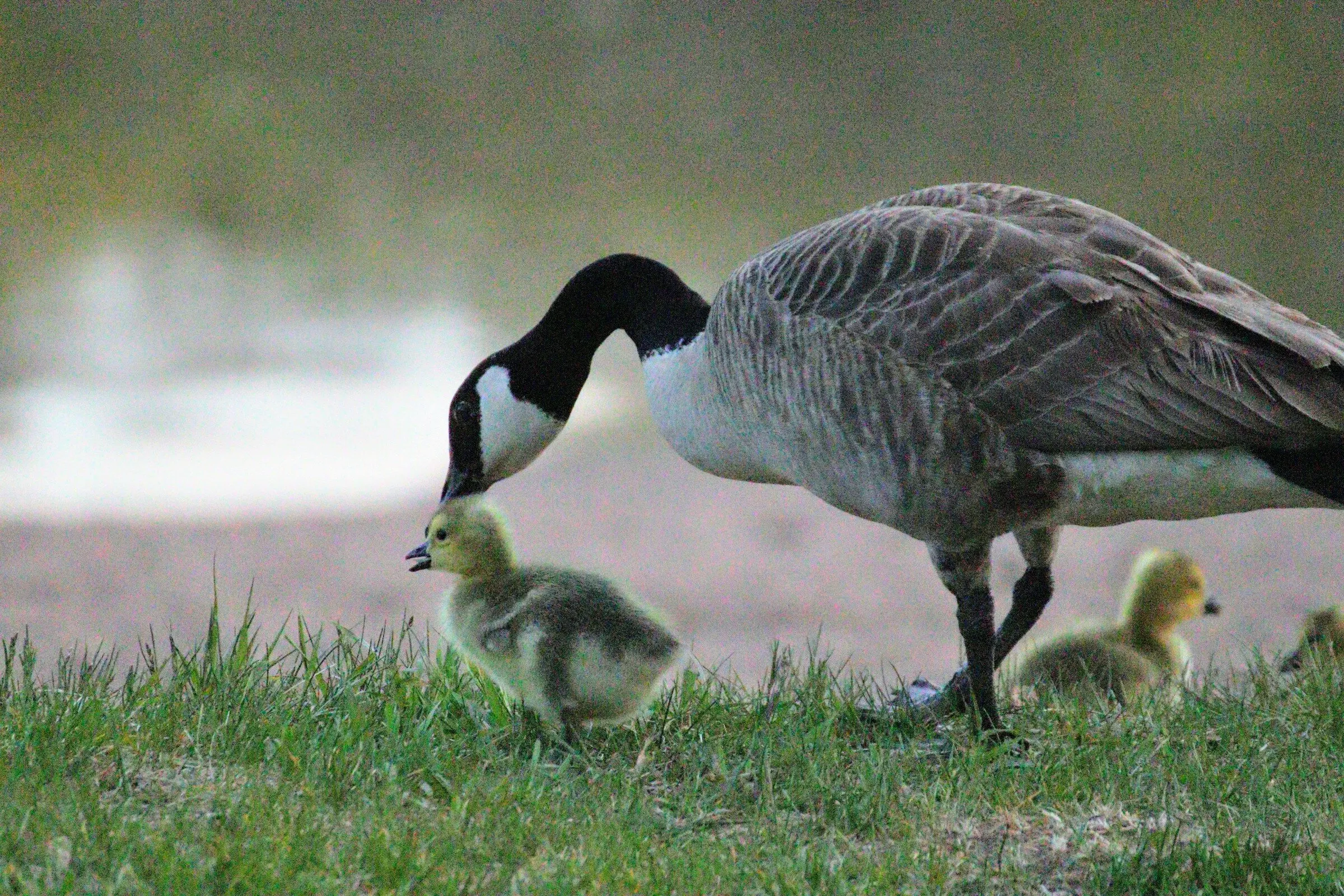 Mama and baby