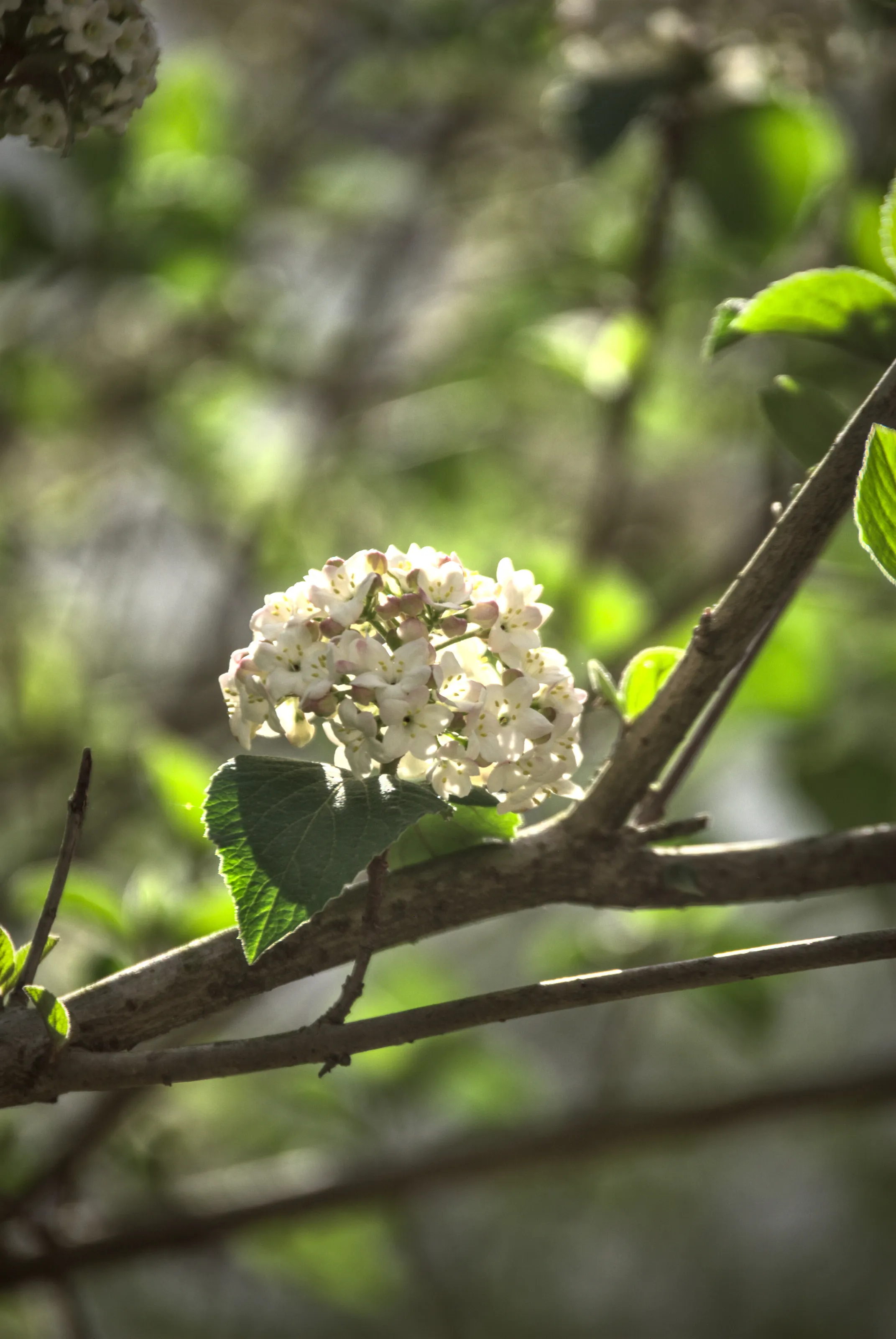 Nested Flowers