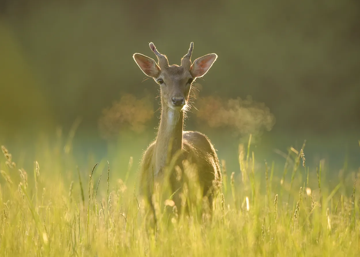 Dawn Deer