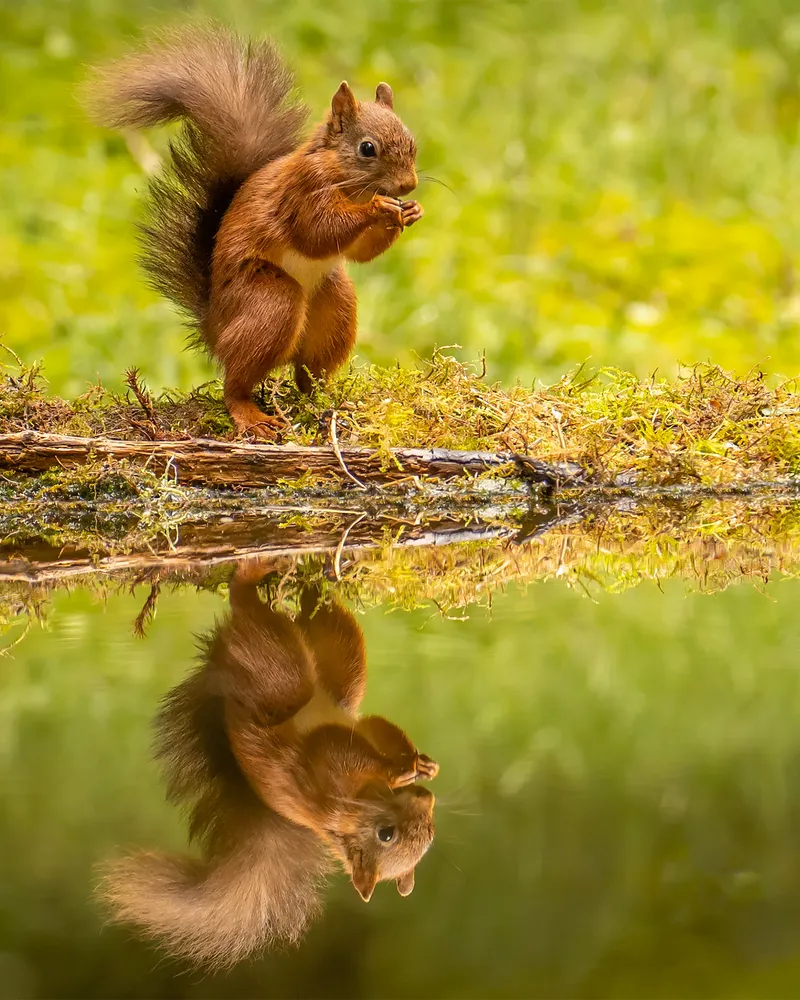Red Squirrel reflection