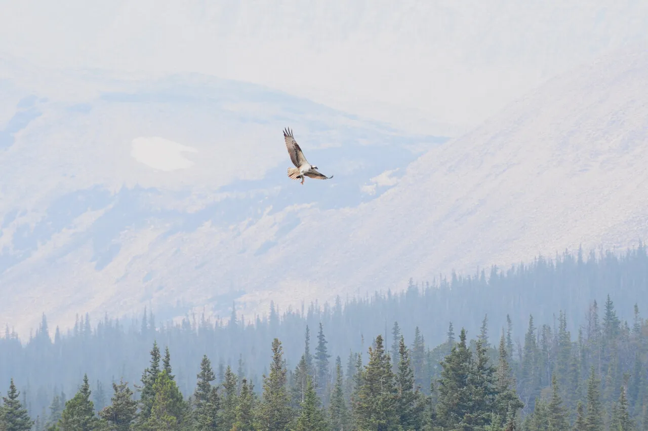 Hunting. Aerial. Alpine. Aquatic.