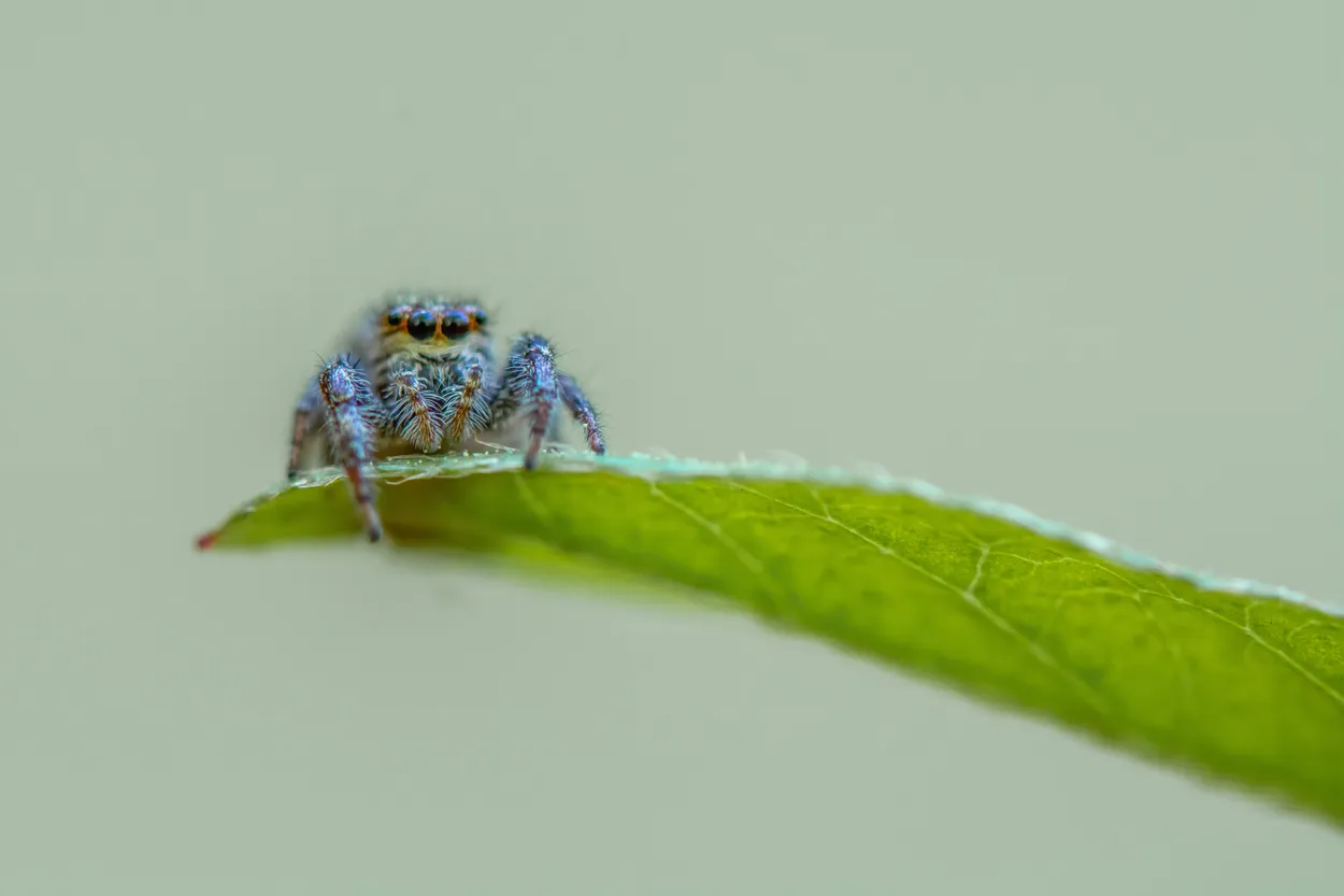 Entry 6523189