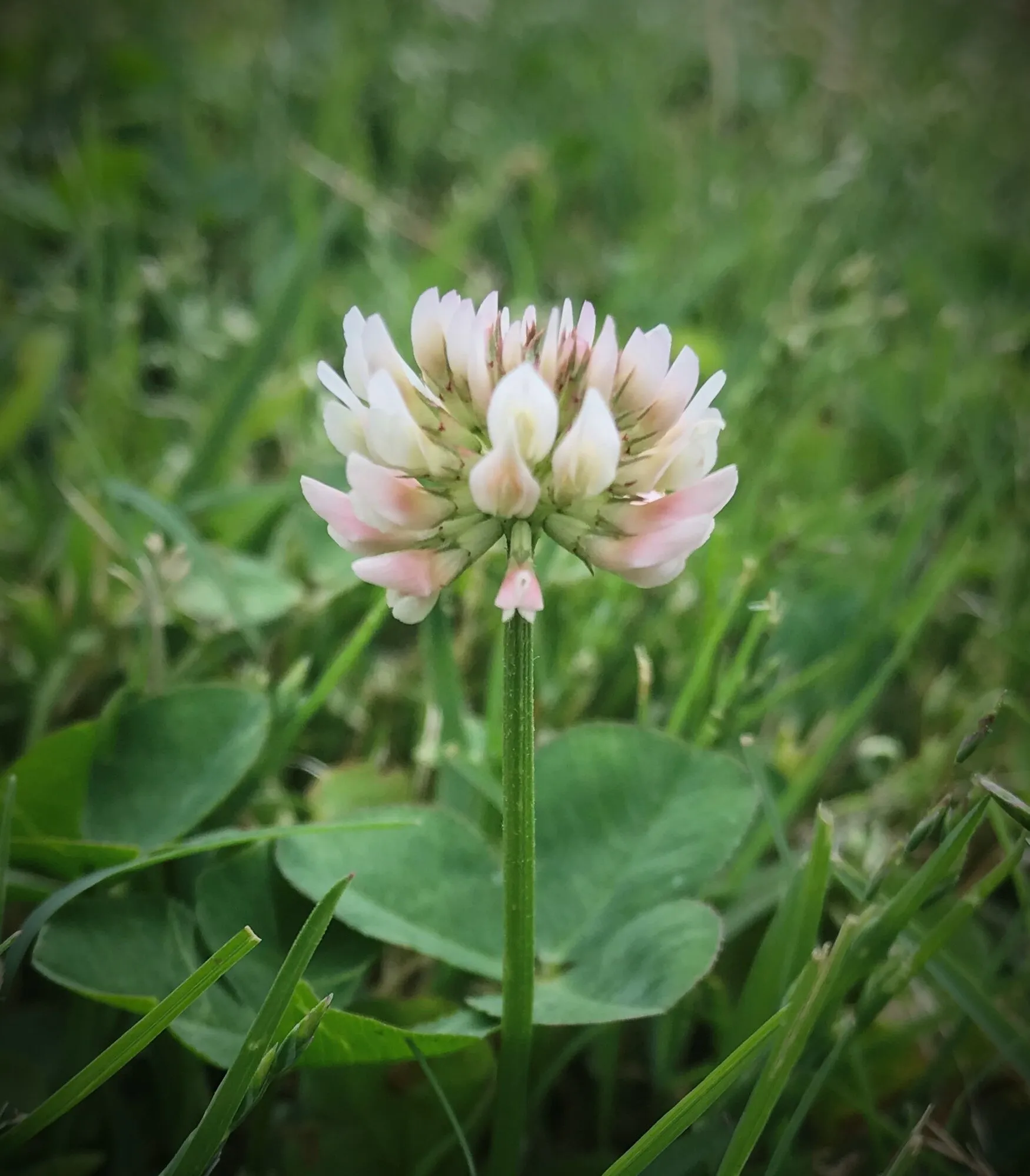 Lone Clover