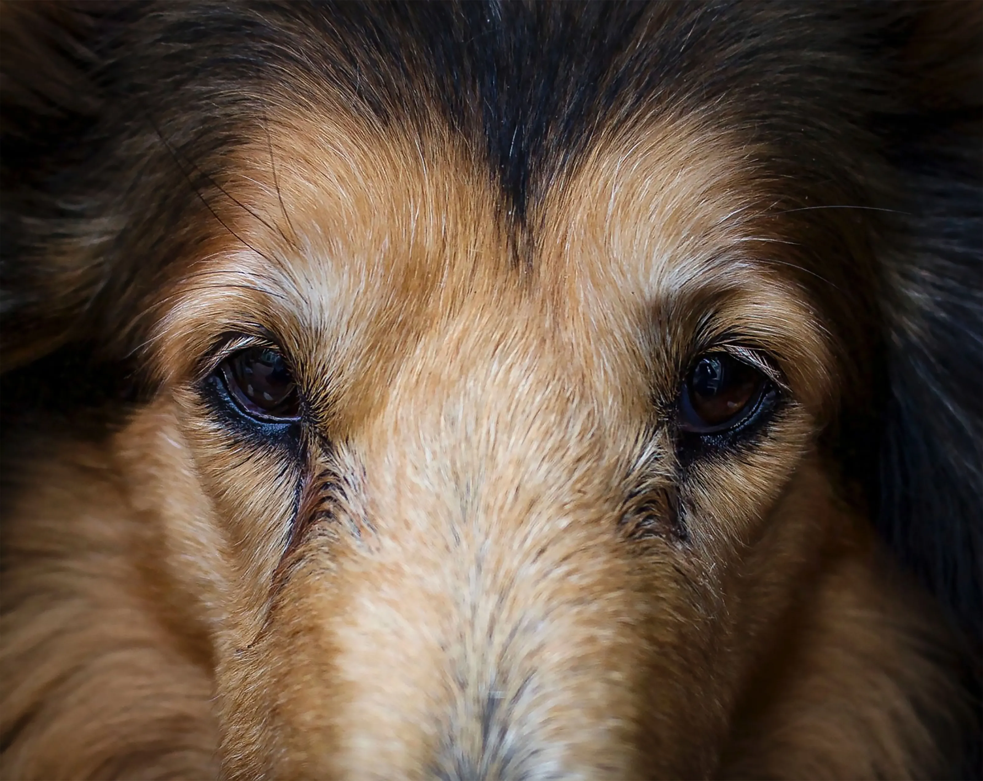 Eyes