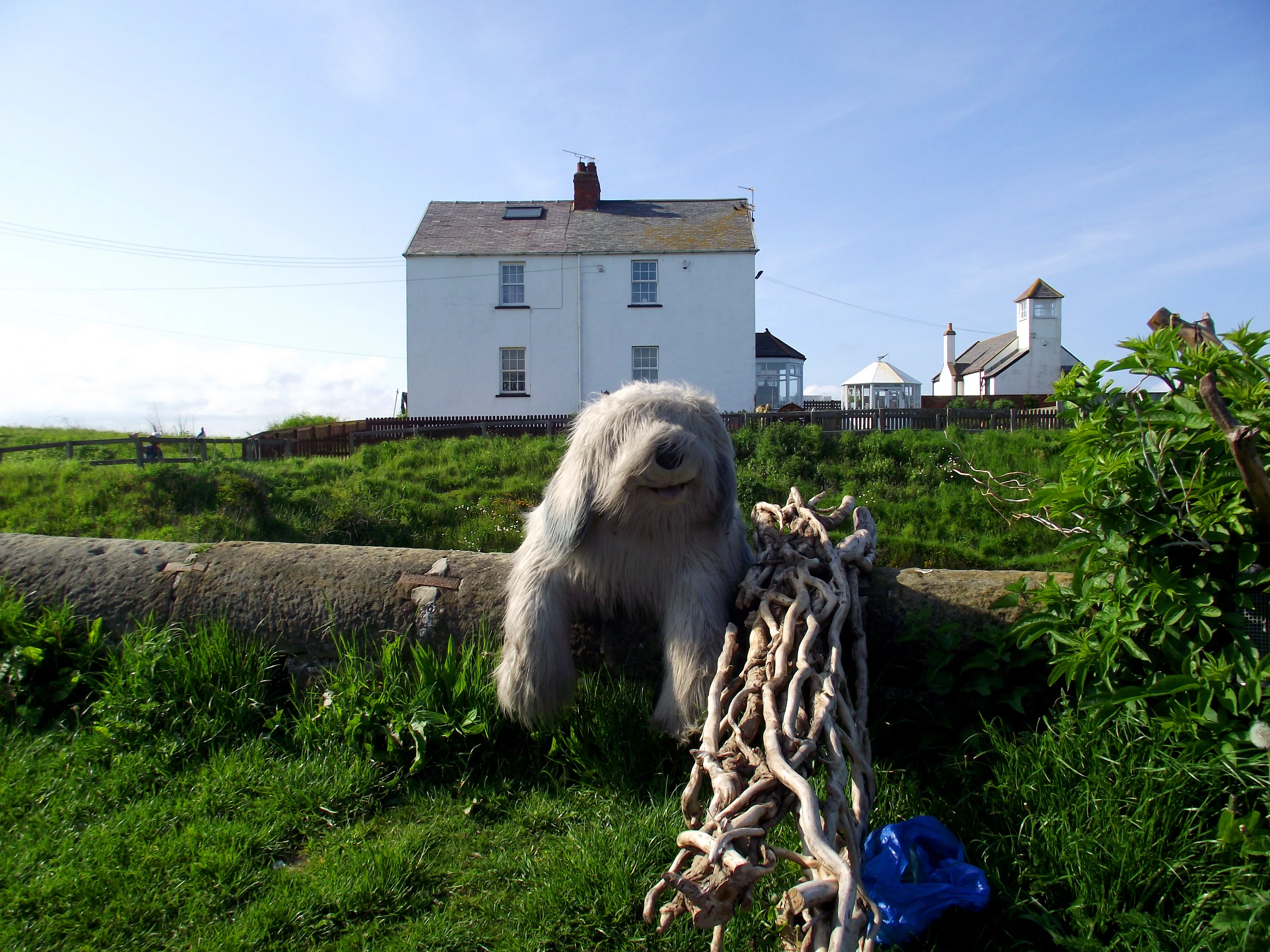 Dog by the beach