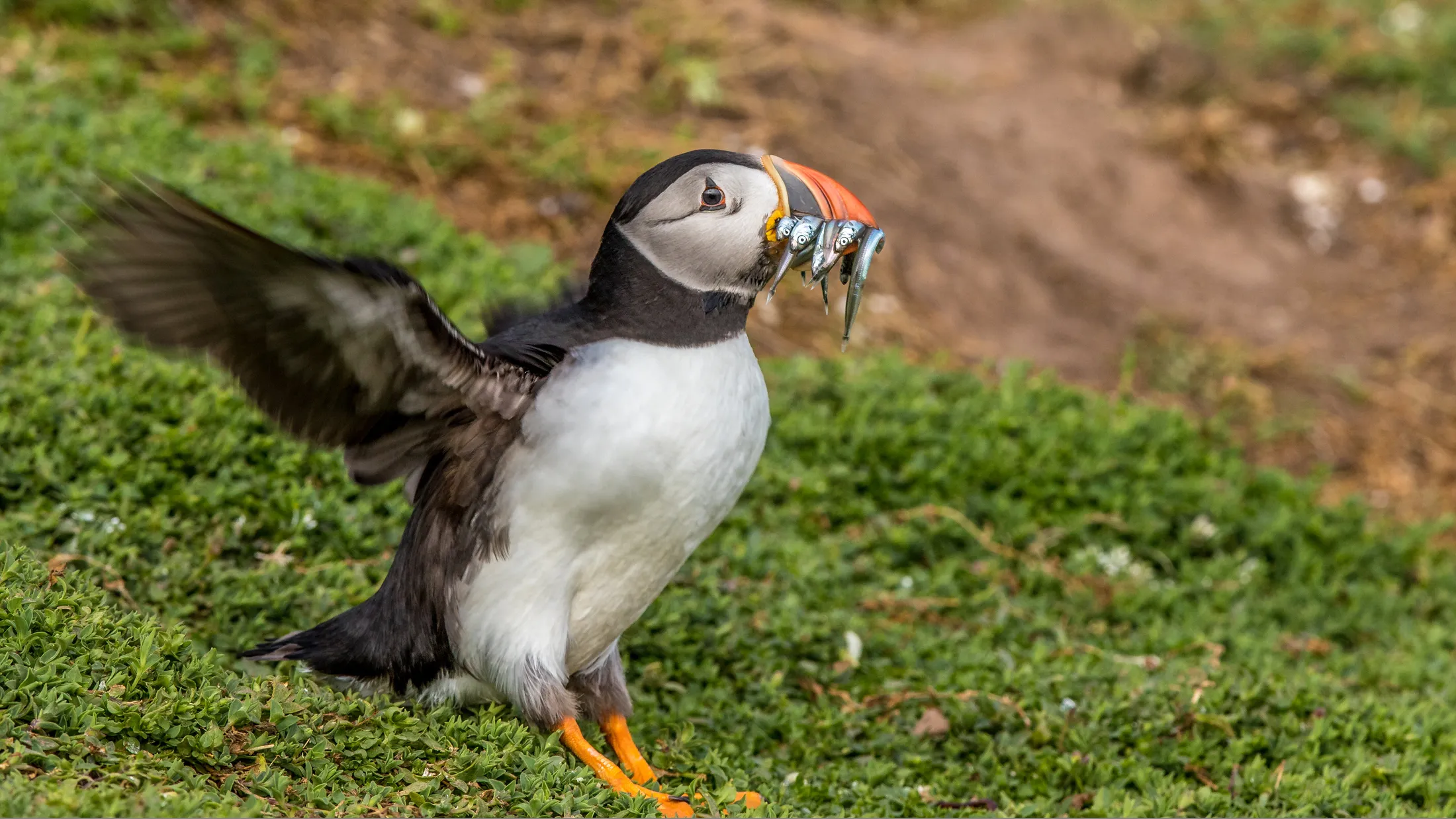 Entry 7746901