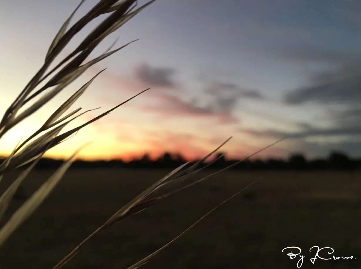 Crops On A Sunset