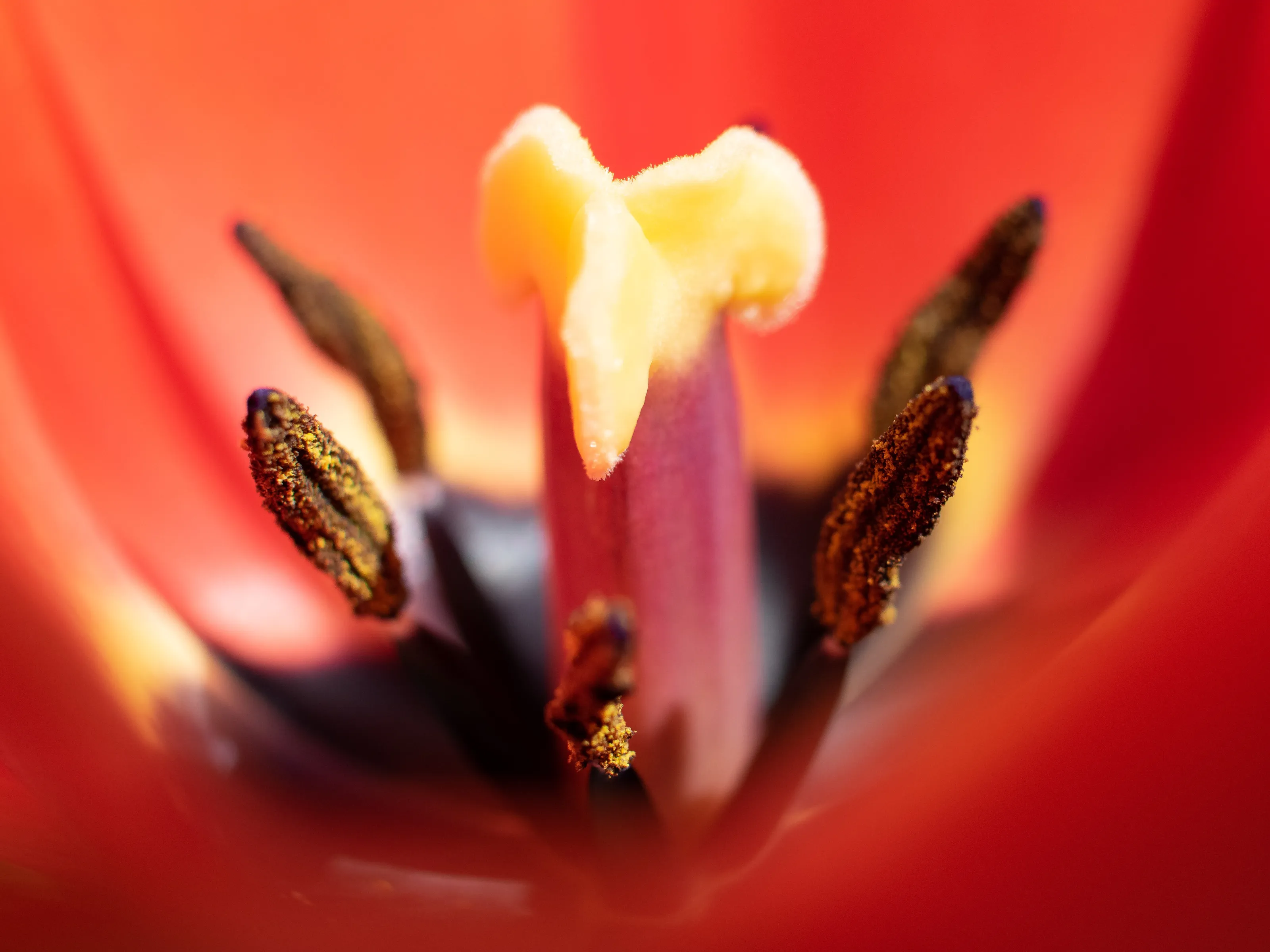 Tulip