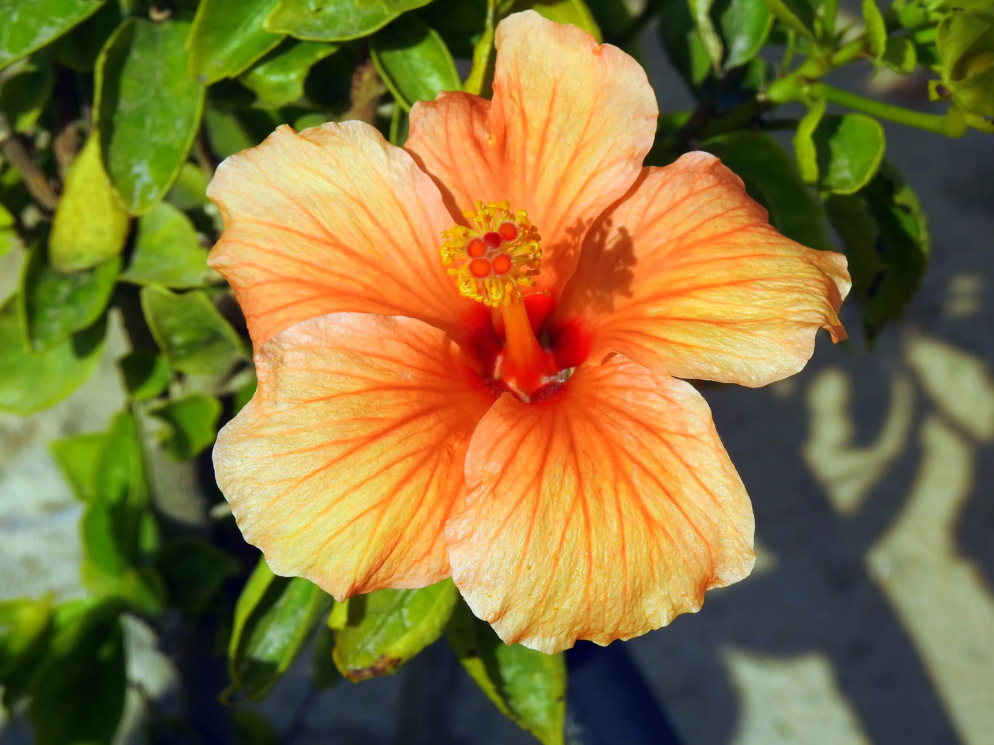 Hibiscus