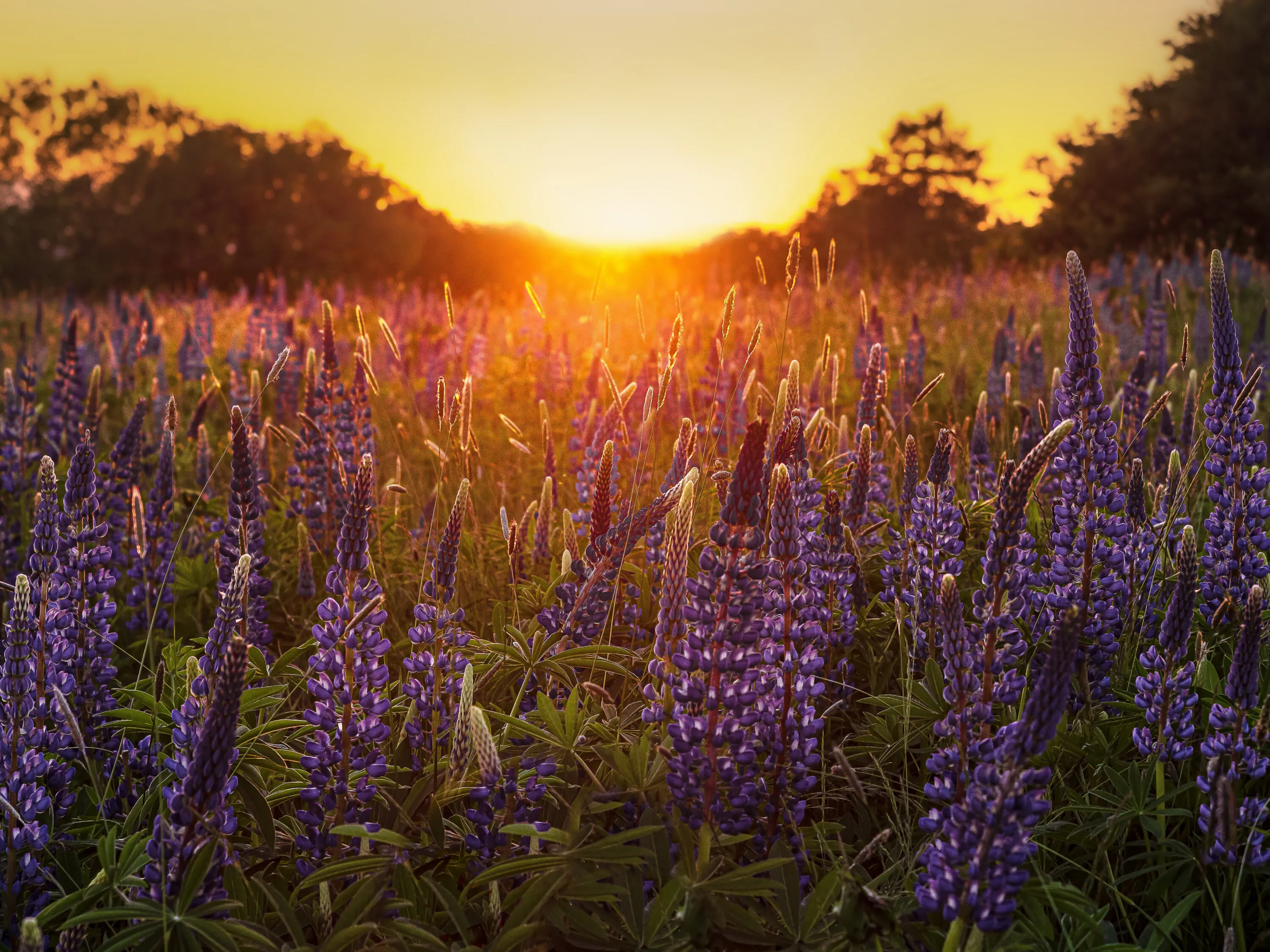 evening meadow