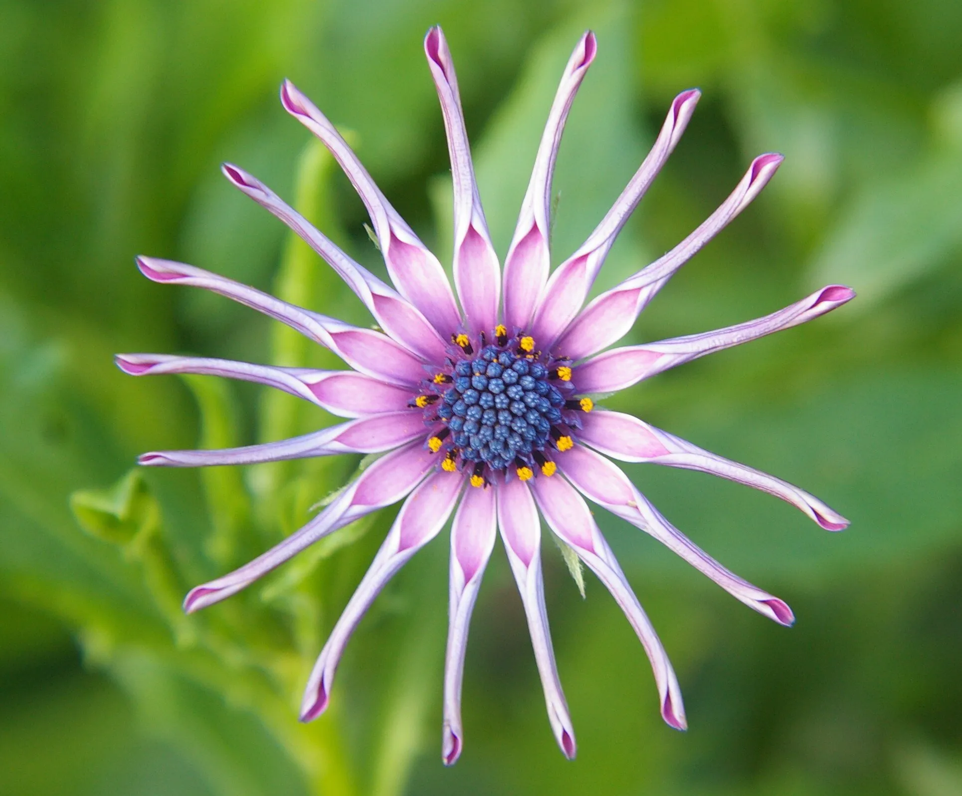 Star flower