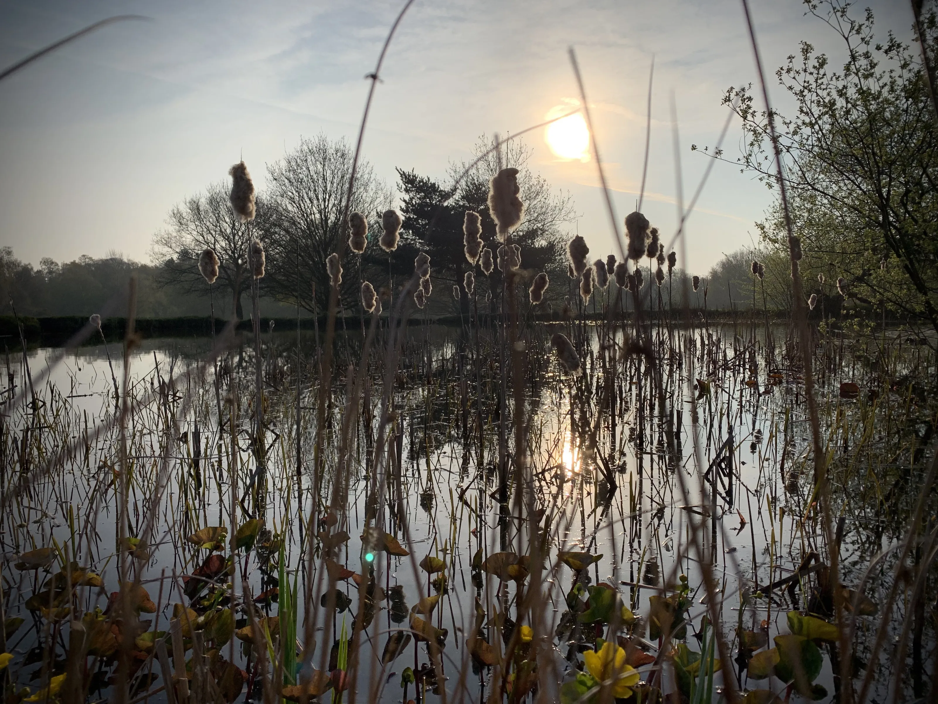 Backlit Bulrushes