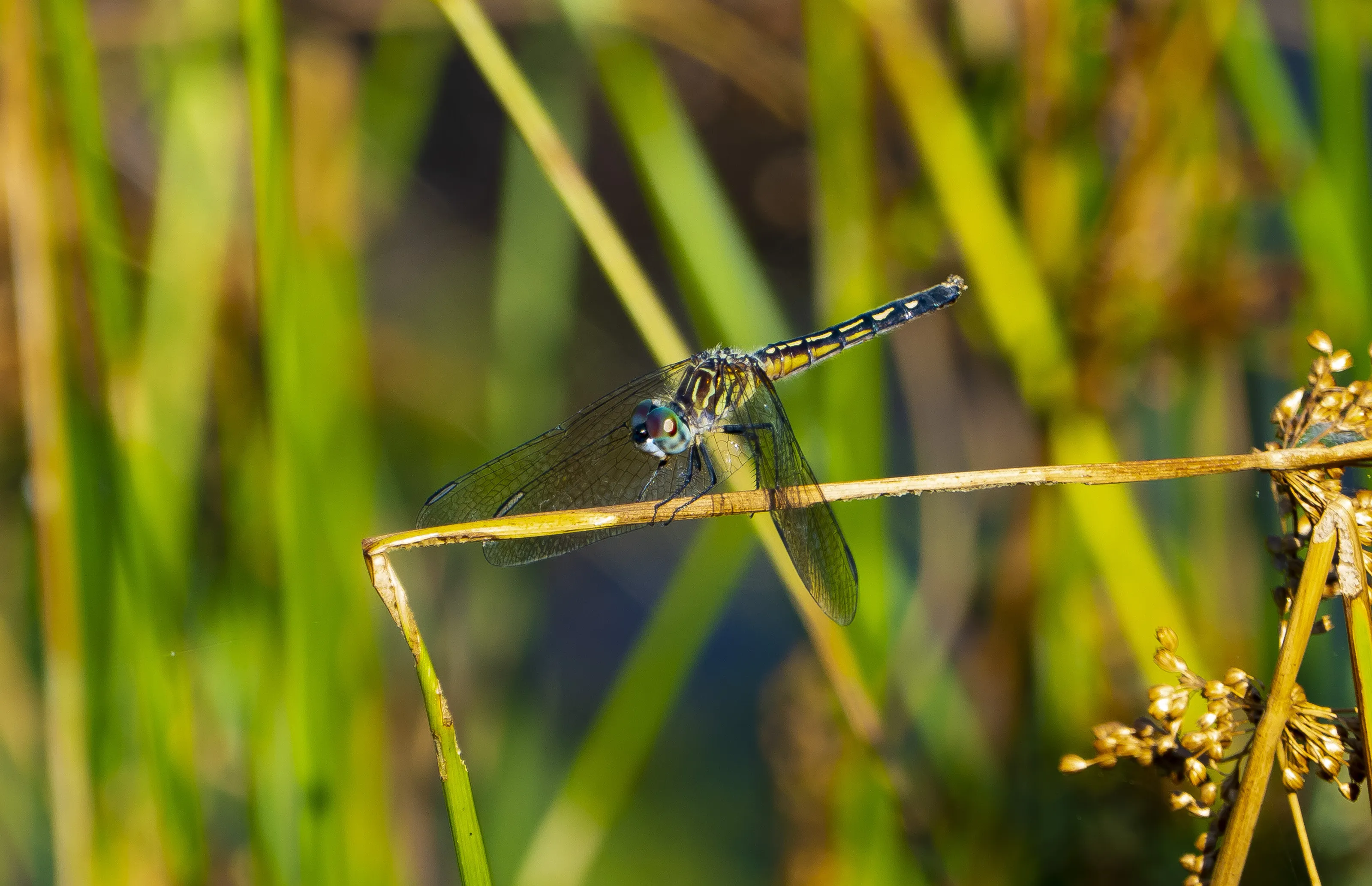 Dragonfly at rest