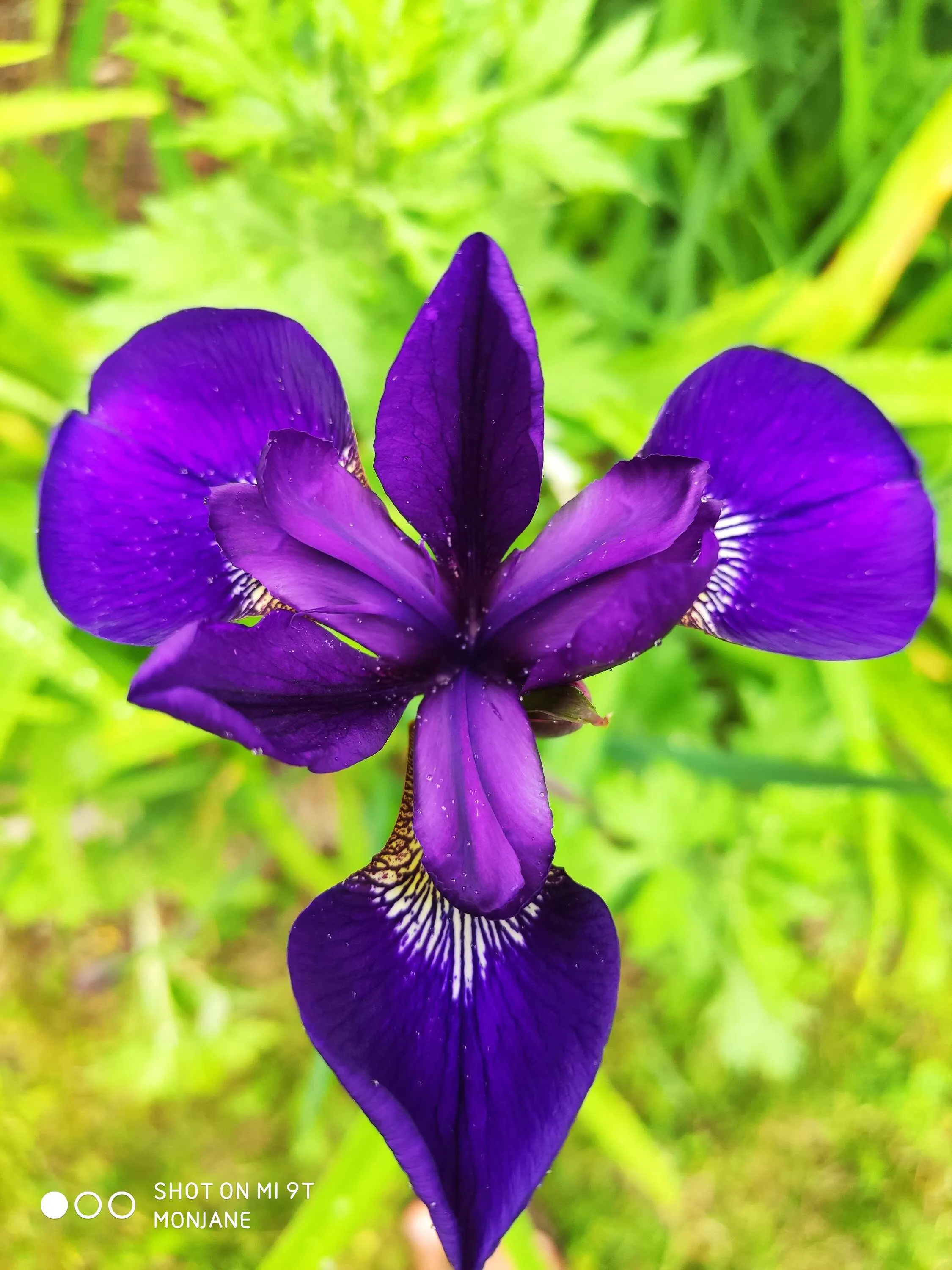 Beauty of spring