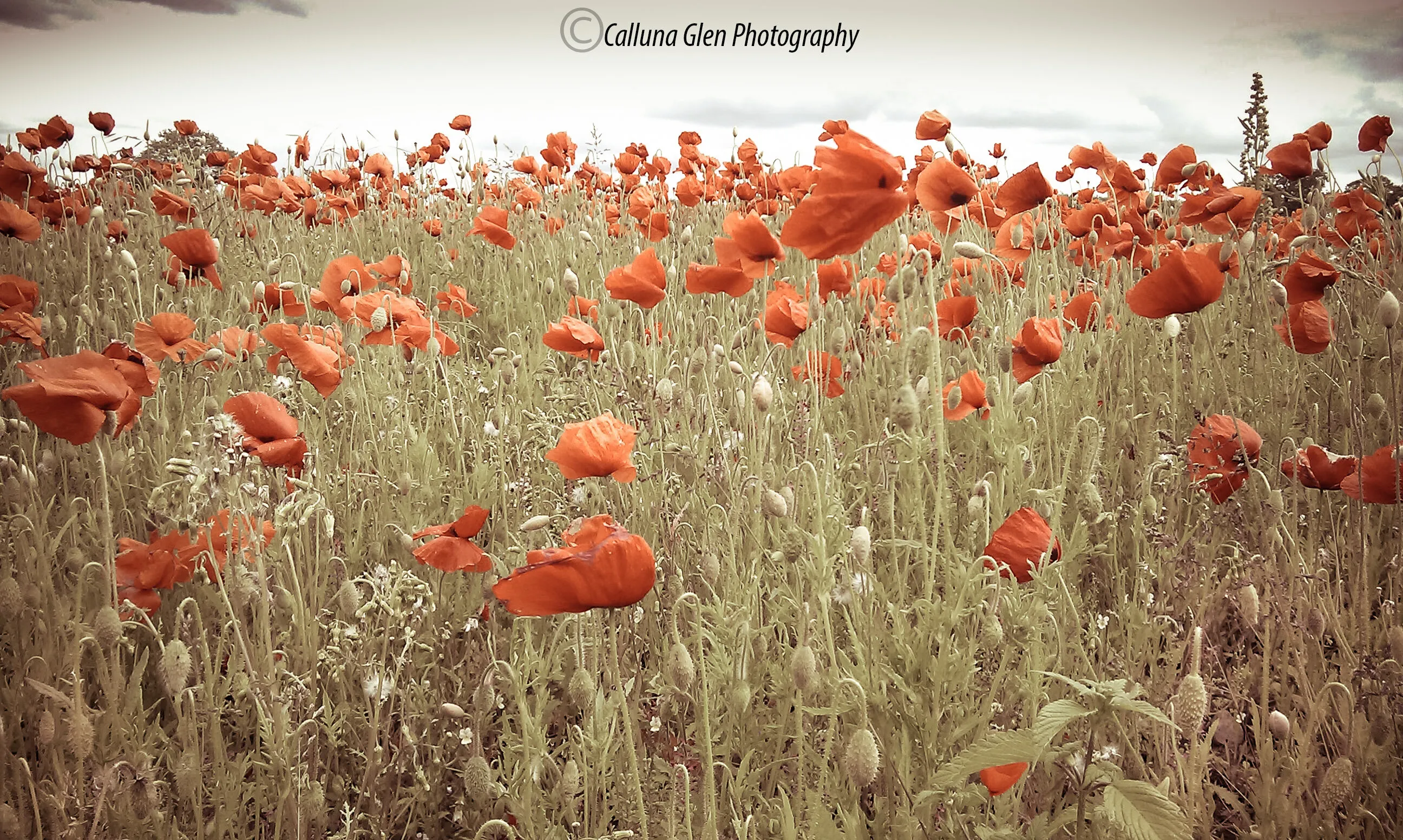 Poppy Field