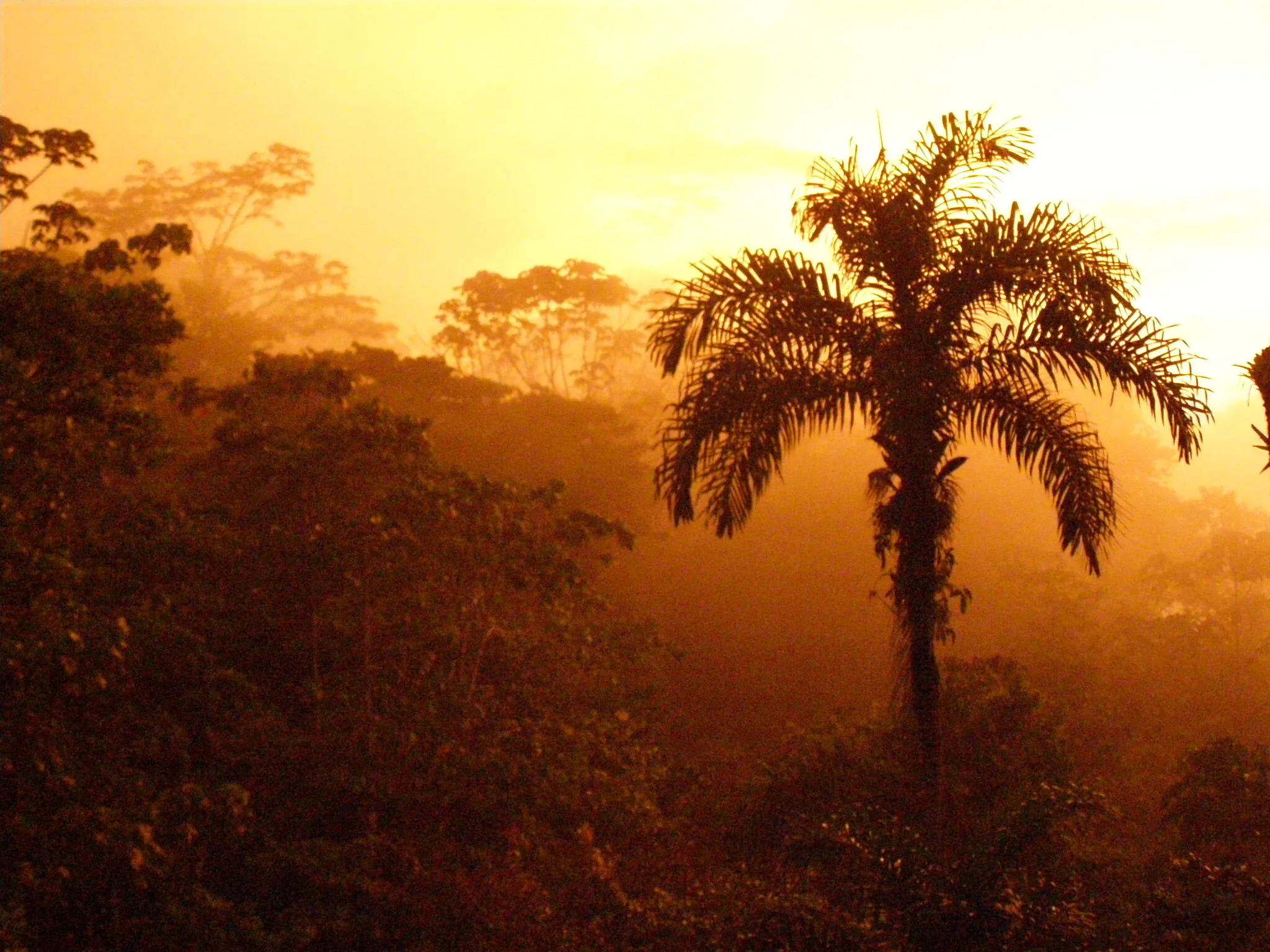 Jungle sunset