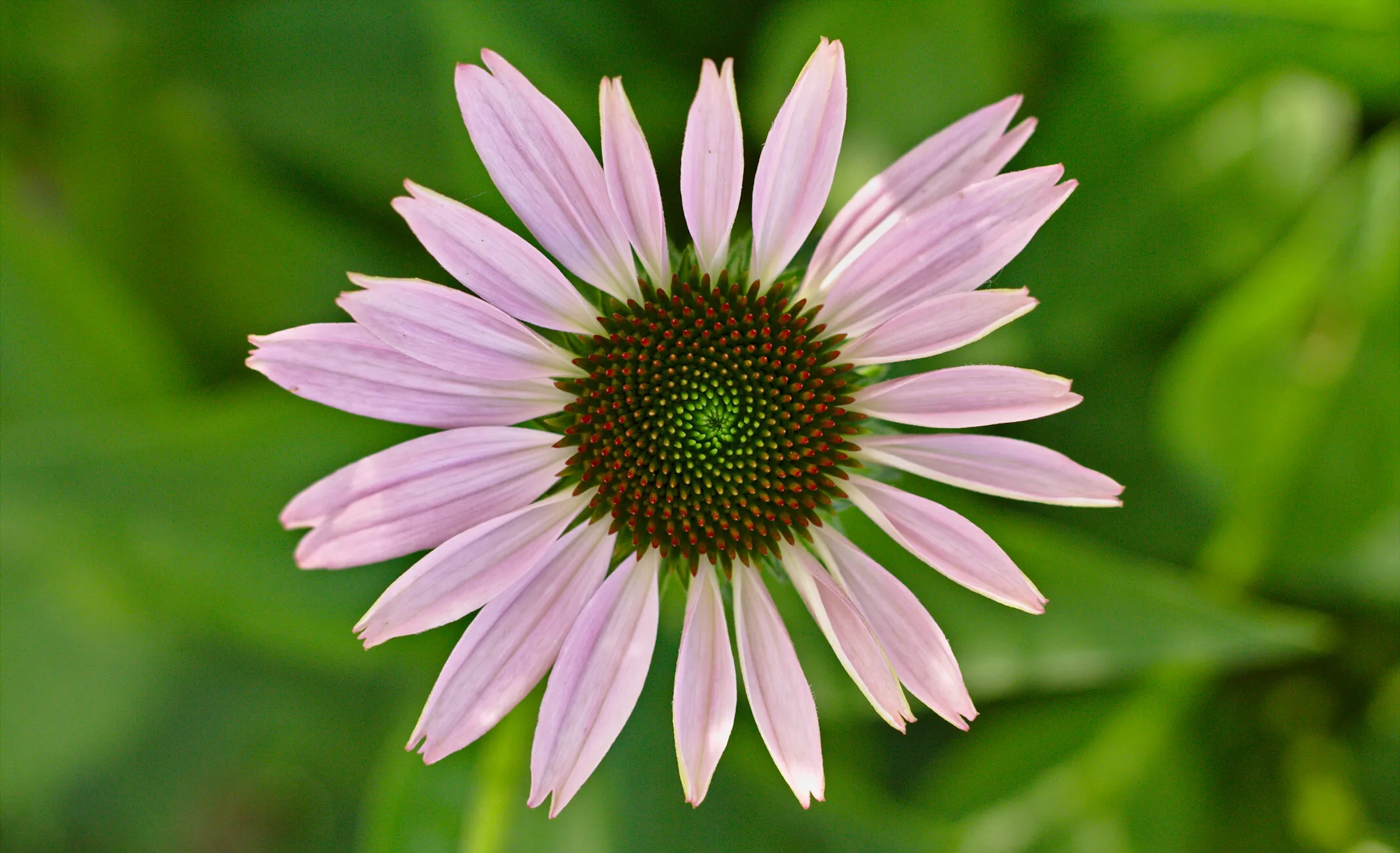 Blooming Coneflower