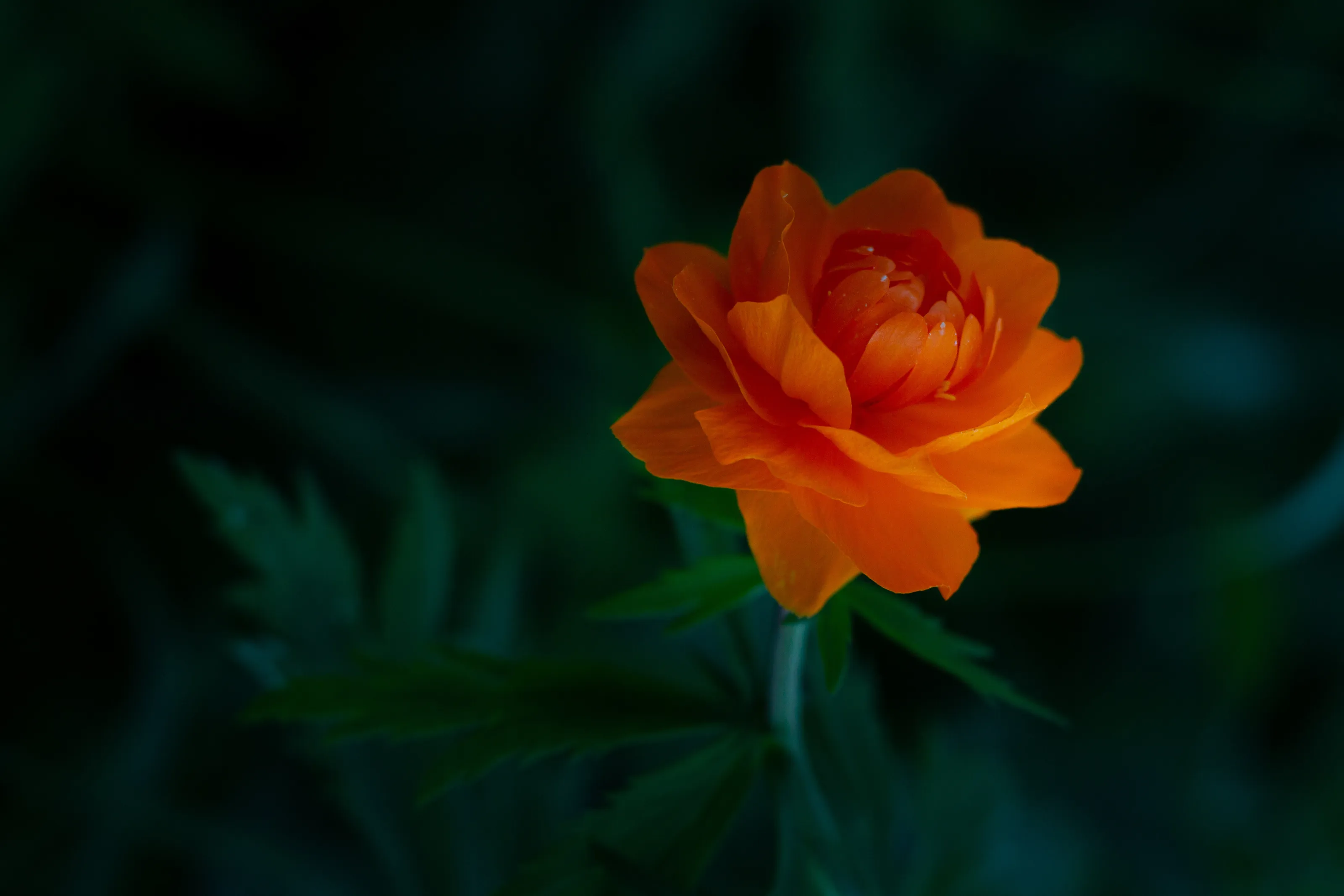 Trollius