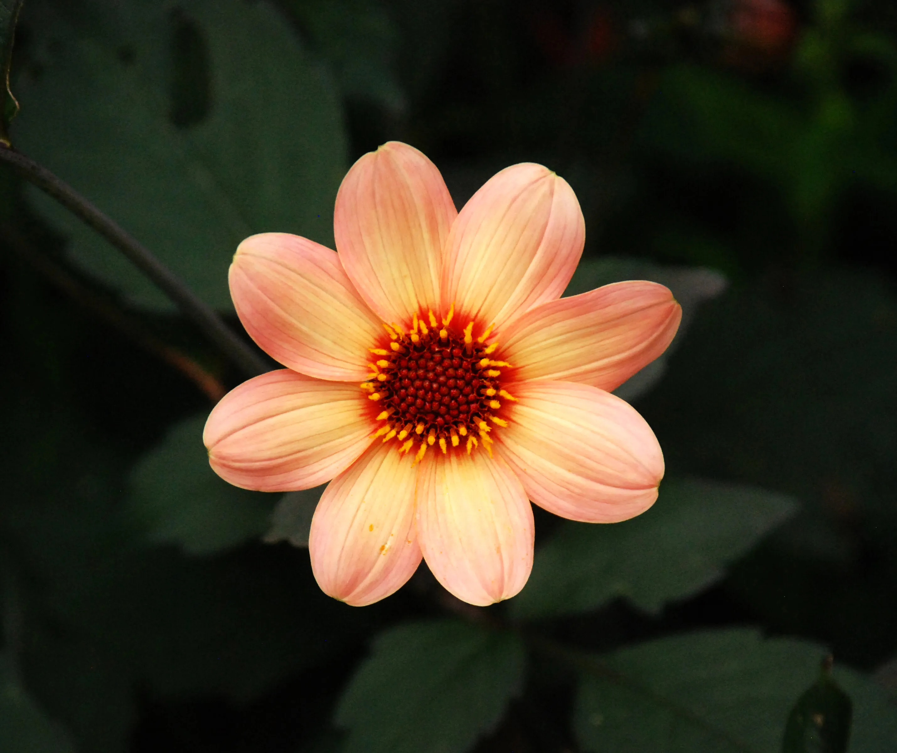 Daisy