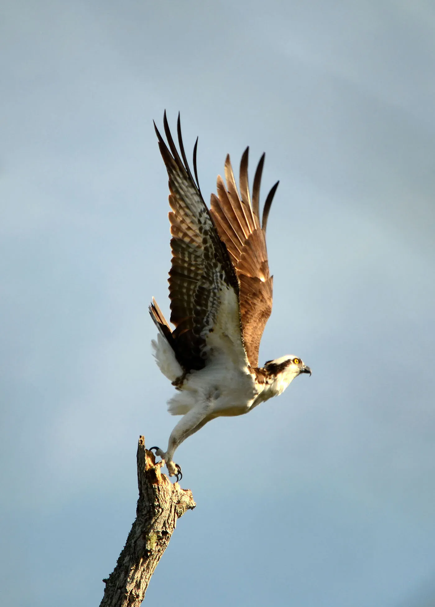 Taking Flight