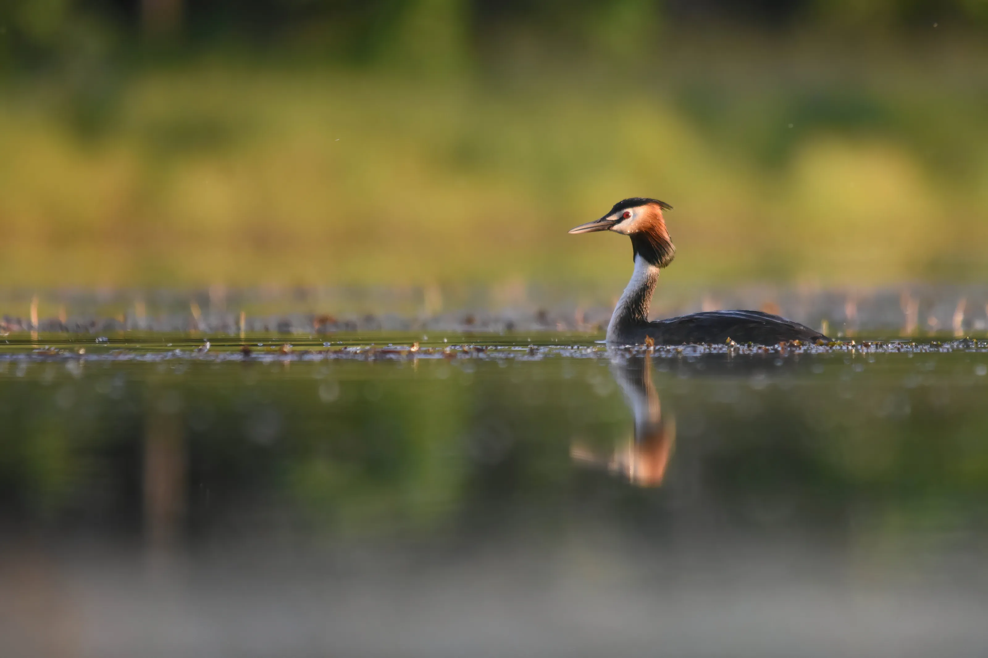 BEAUTIFUL BIRD