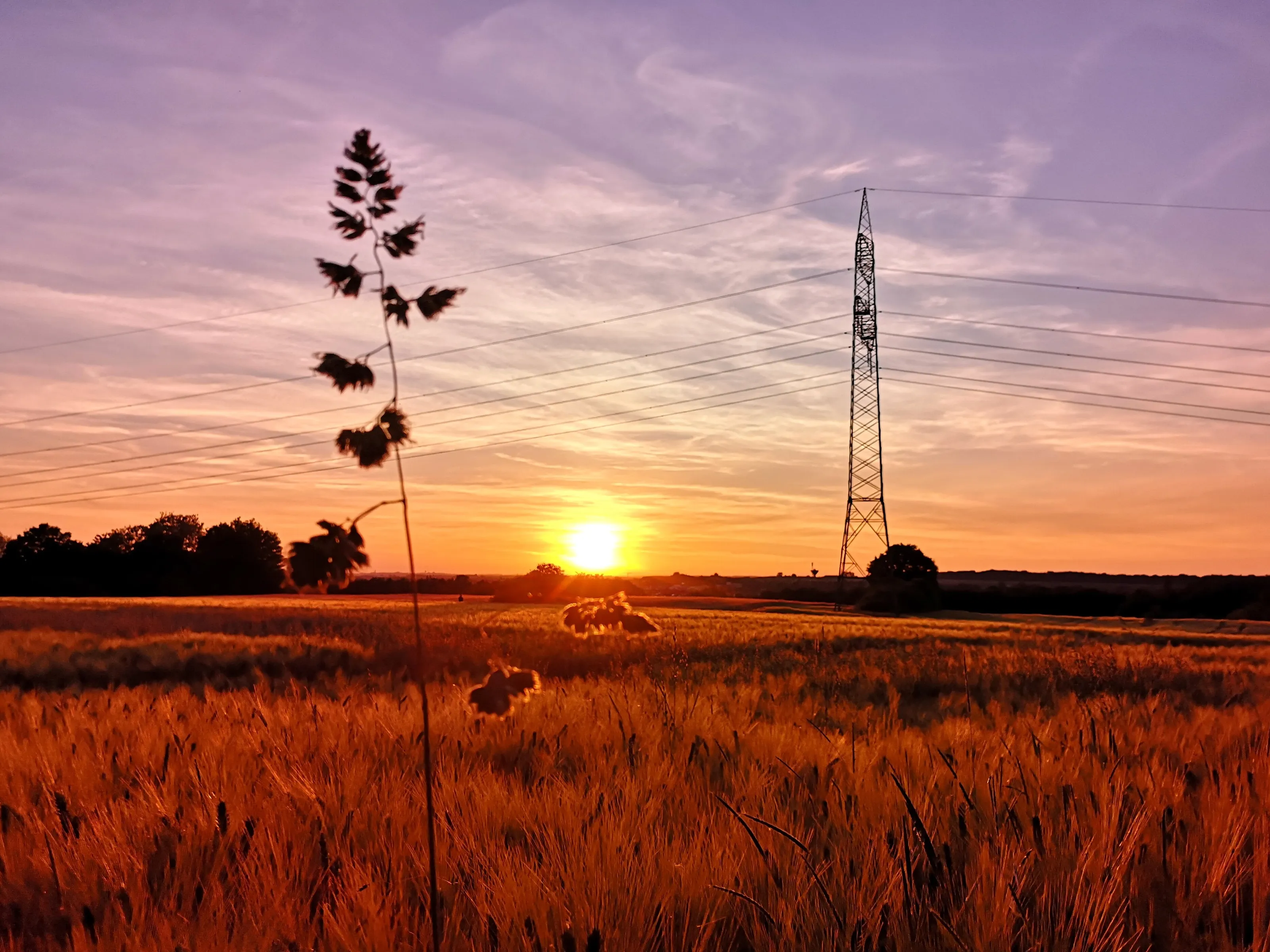 Sunset red gold field