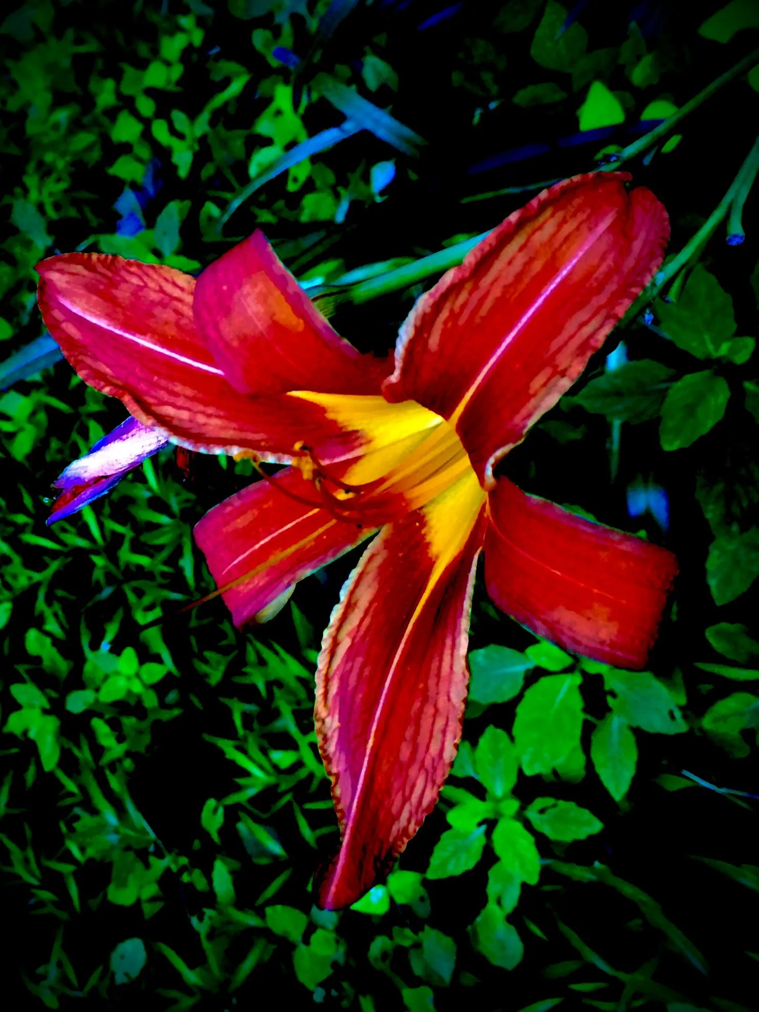 Flower1