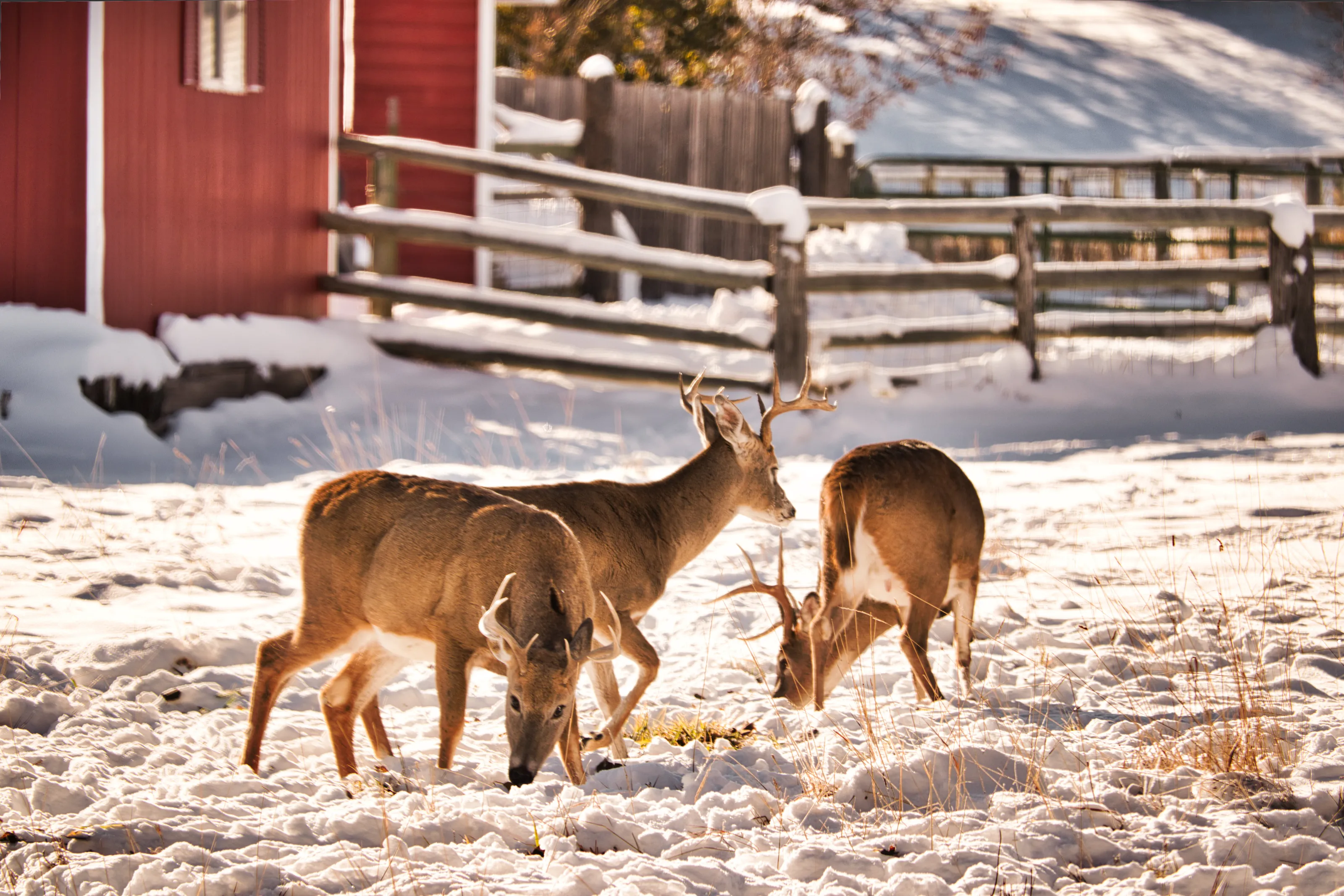Trio of Young Bucks