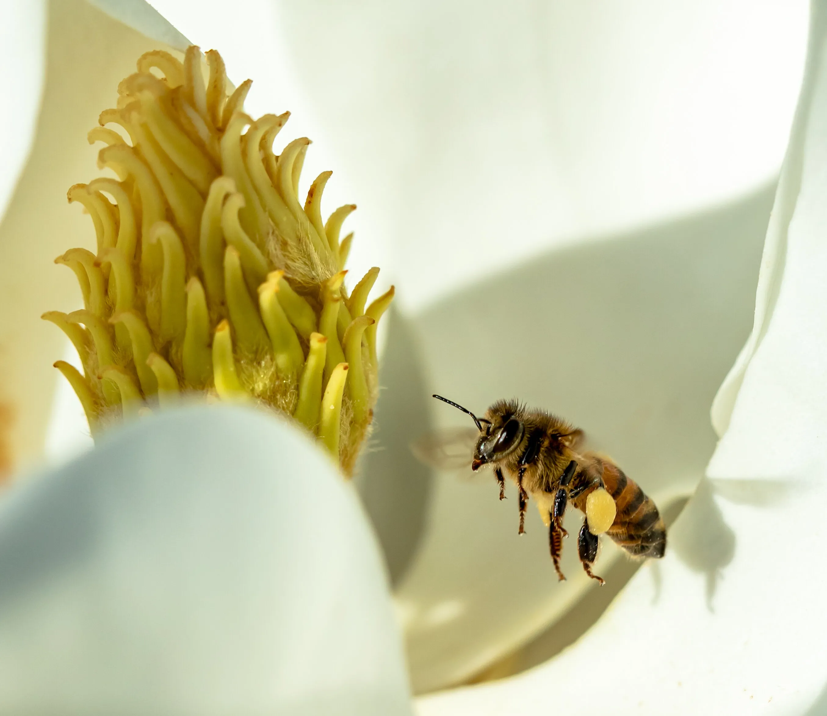 Honey Bee Hard at Work
