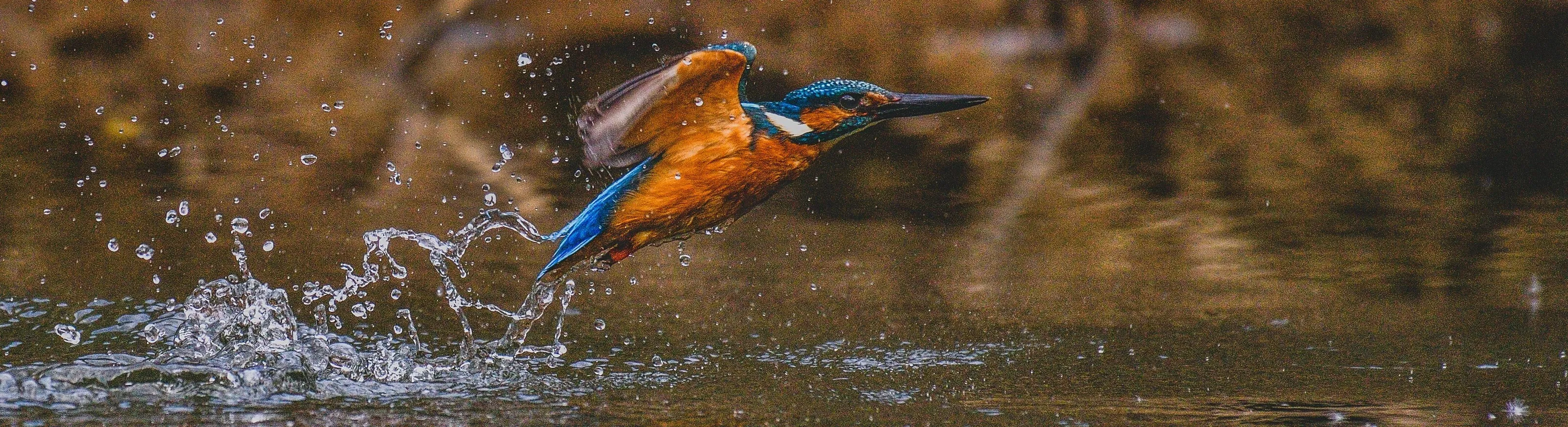 Kingfisher exits water at speed
