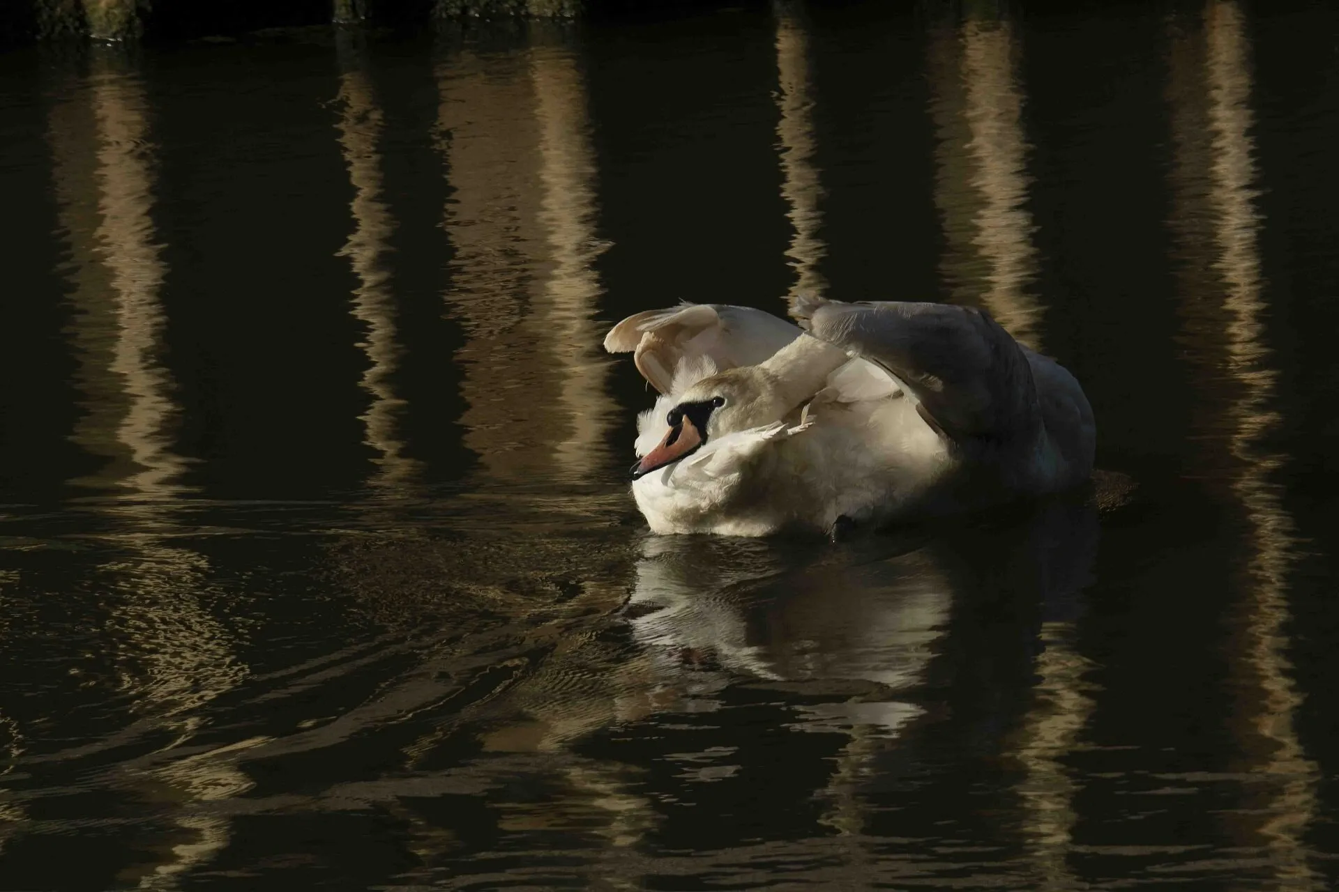 Relax Swan