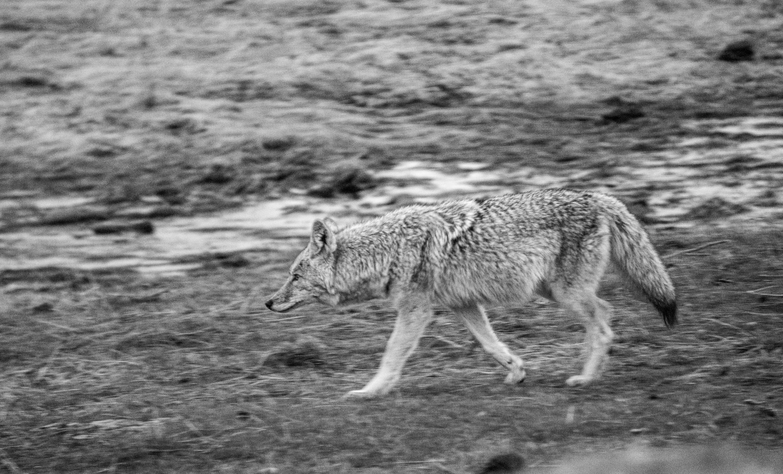 The Moonlight hunt, Yellowstone