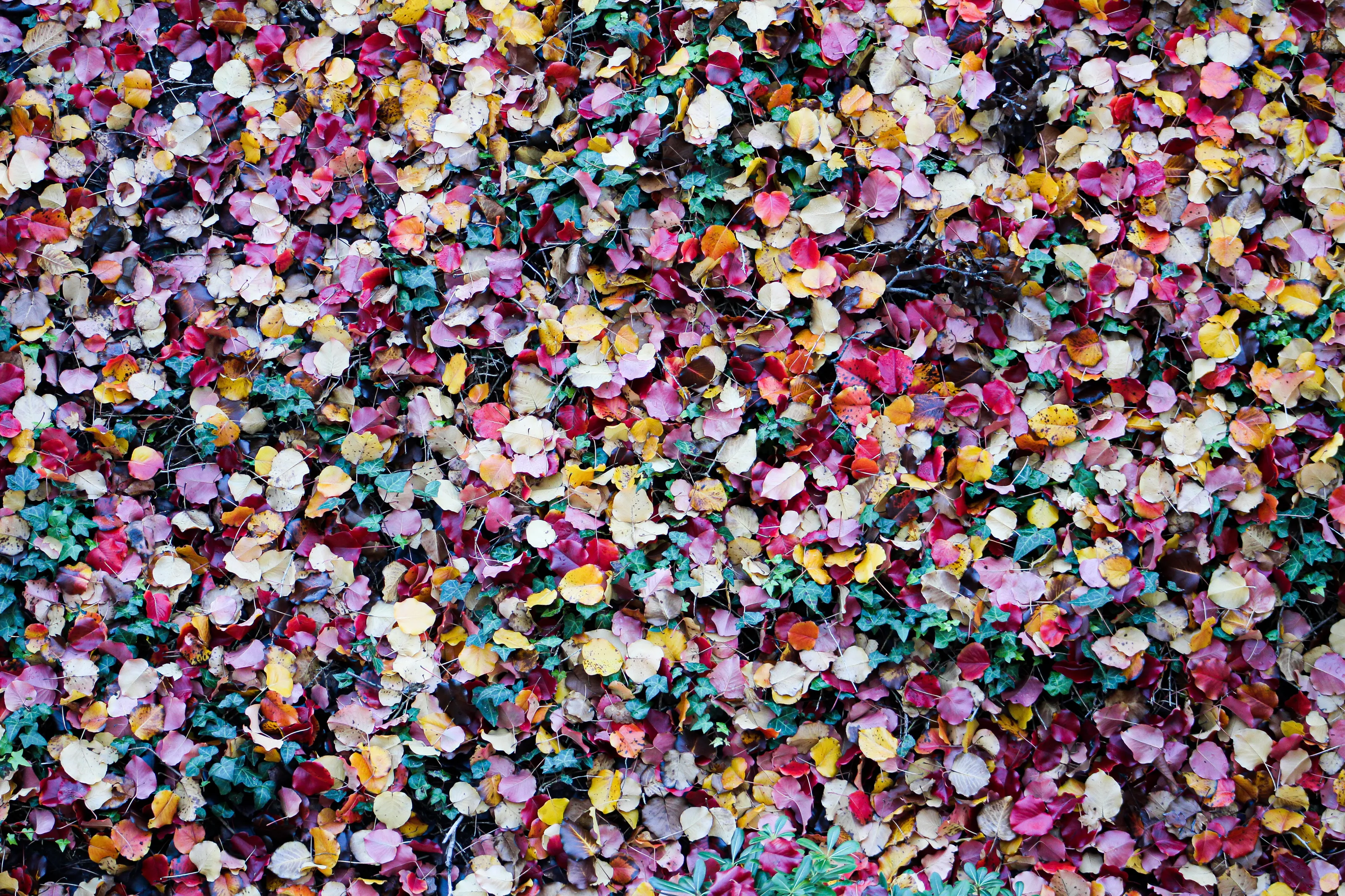Fallen Leaves