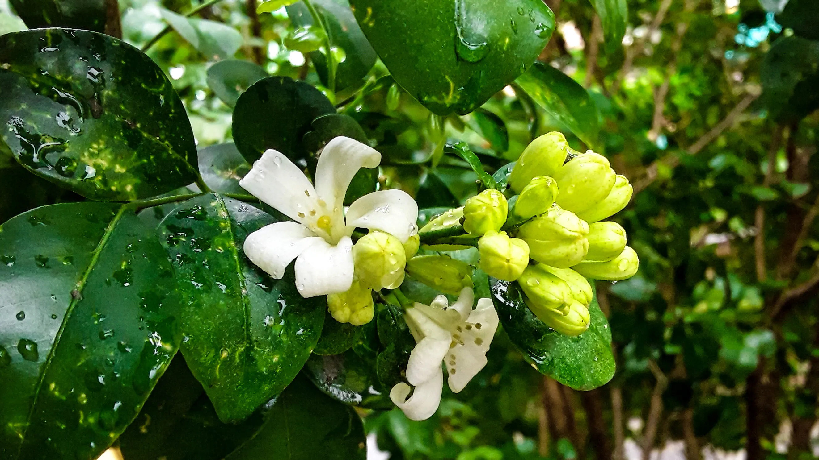 My garden #11 The orange jasmine(kamini) after rain...