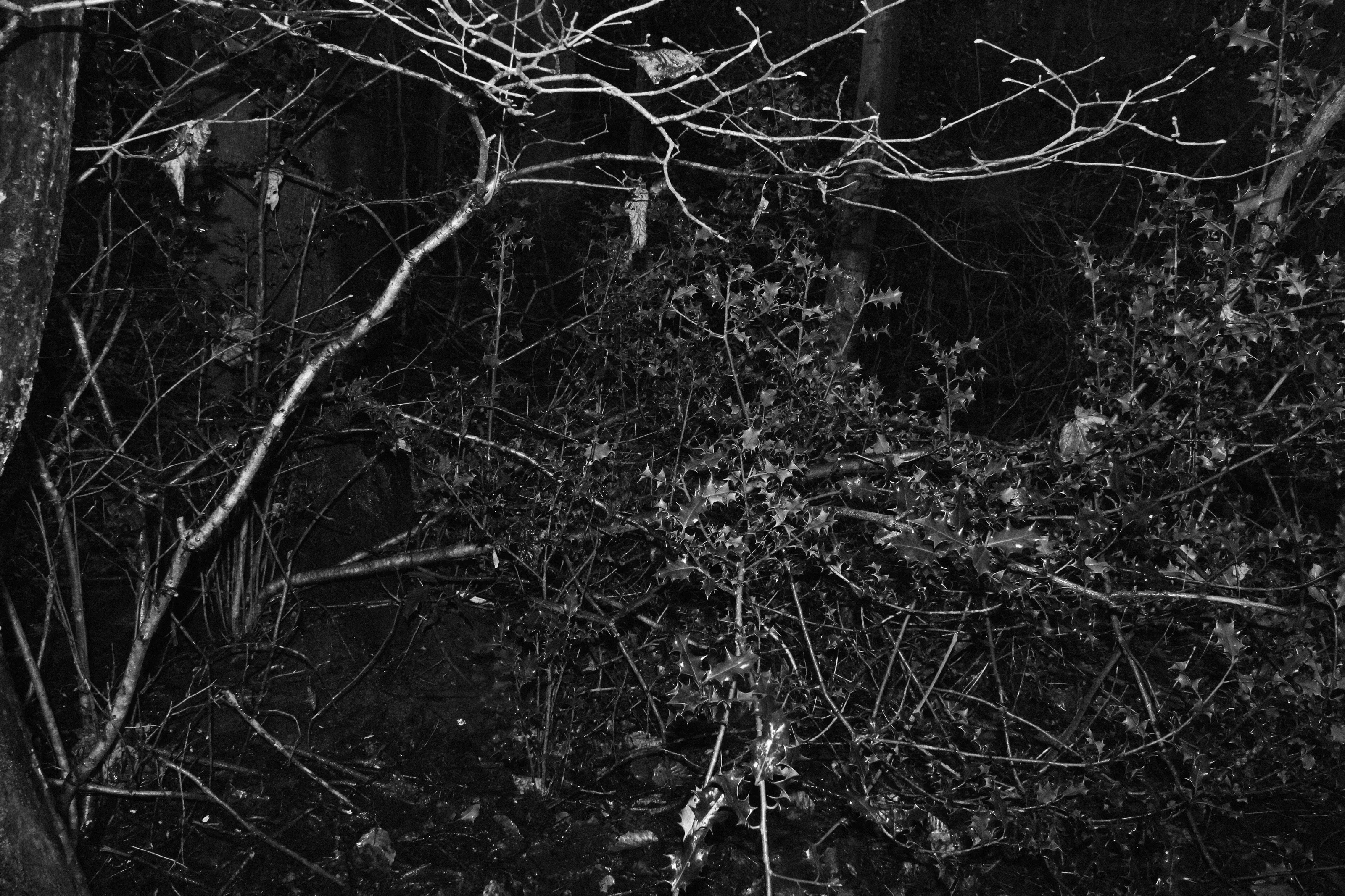 A Clearing in the Forest