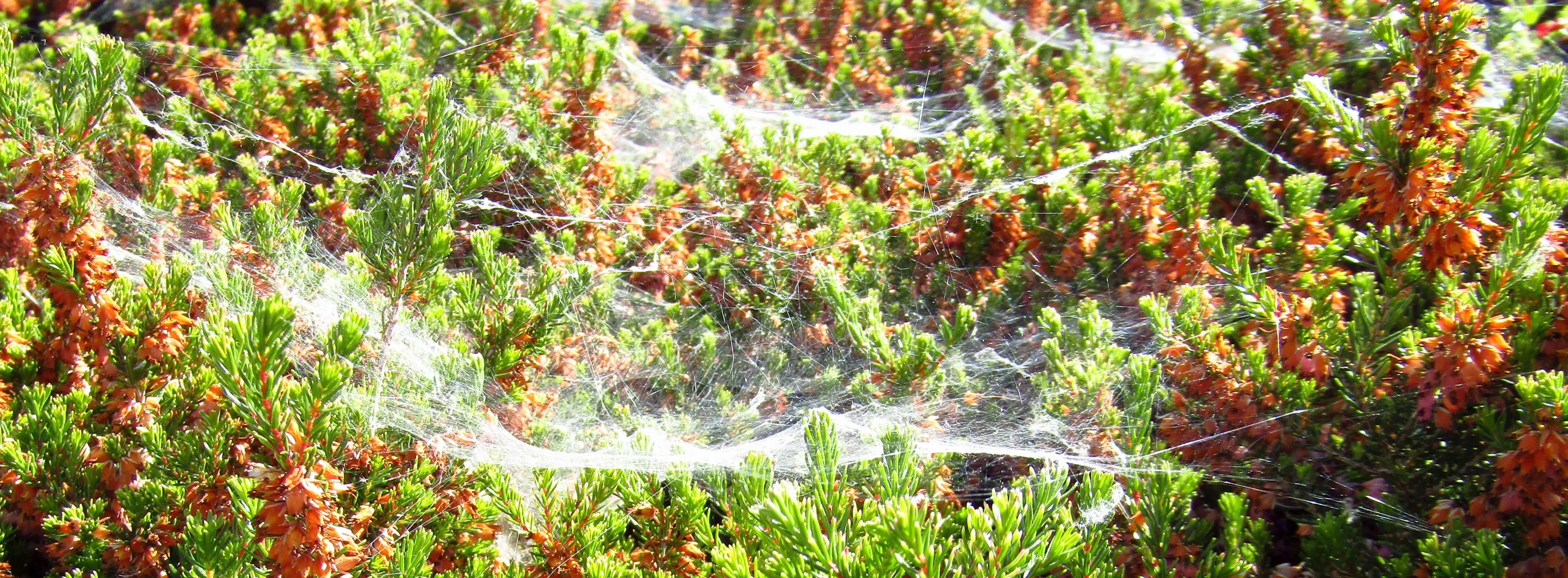 Large cobwebs on bushes