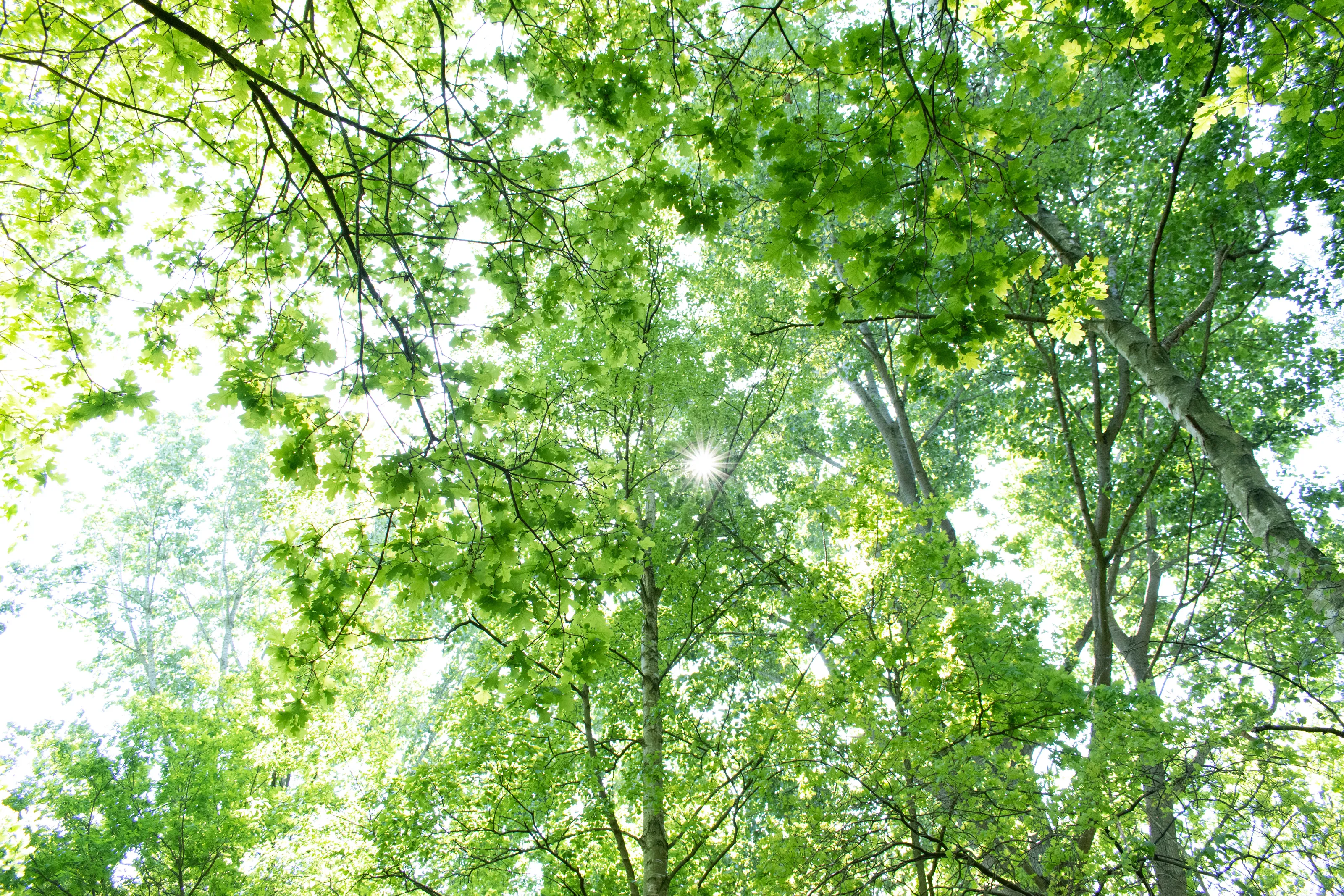 Tree branches are trying to hide the sun
