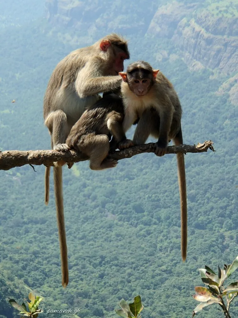 family in height