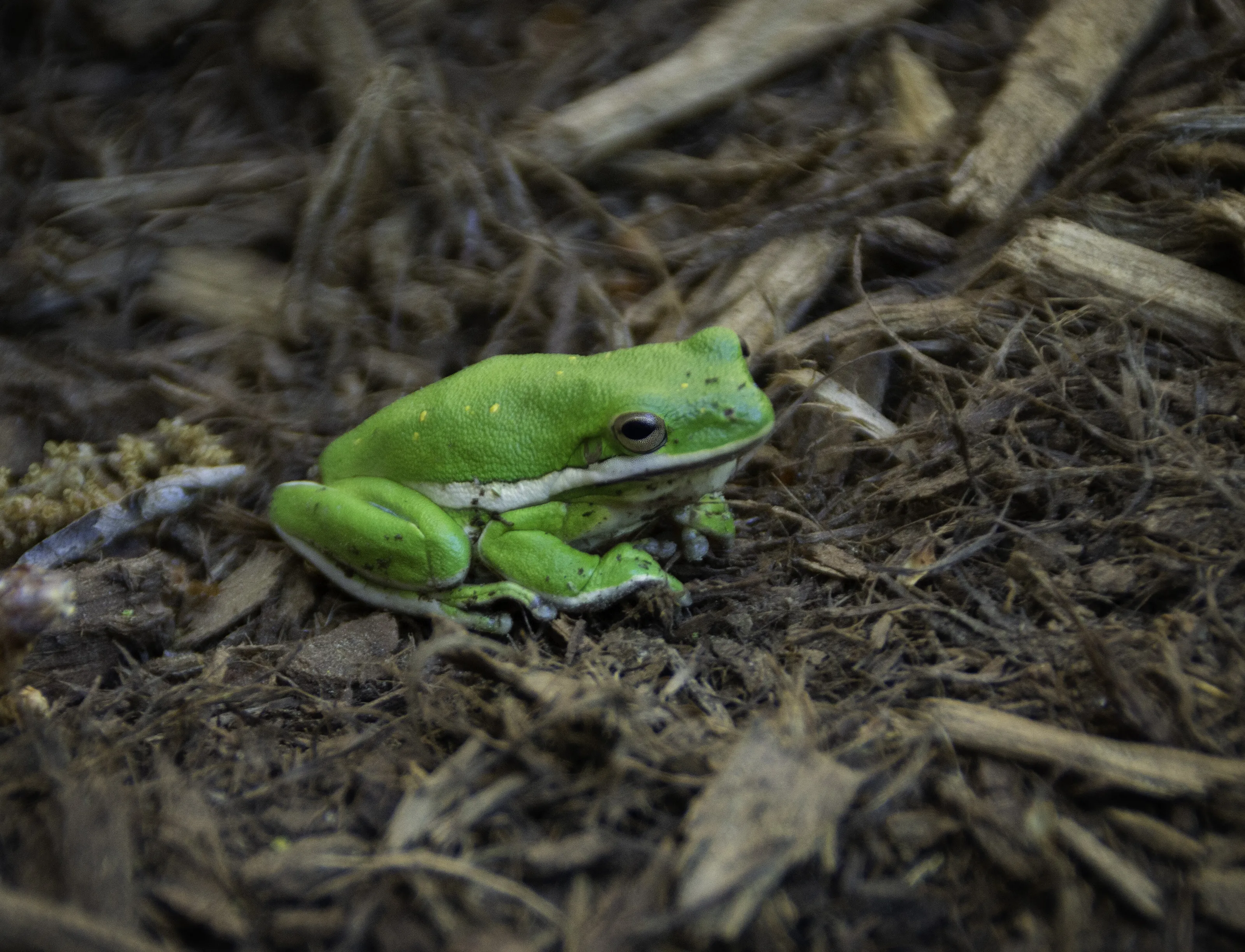 Tree frog