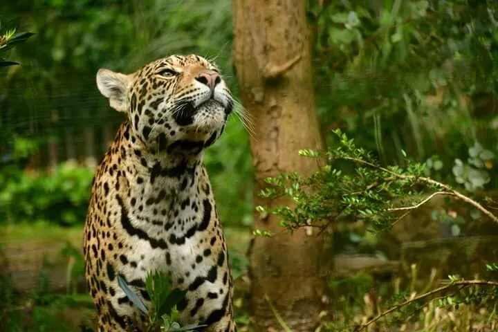 Gazing jaguar