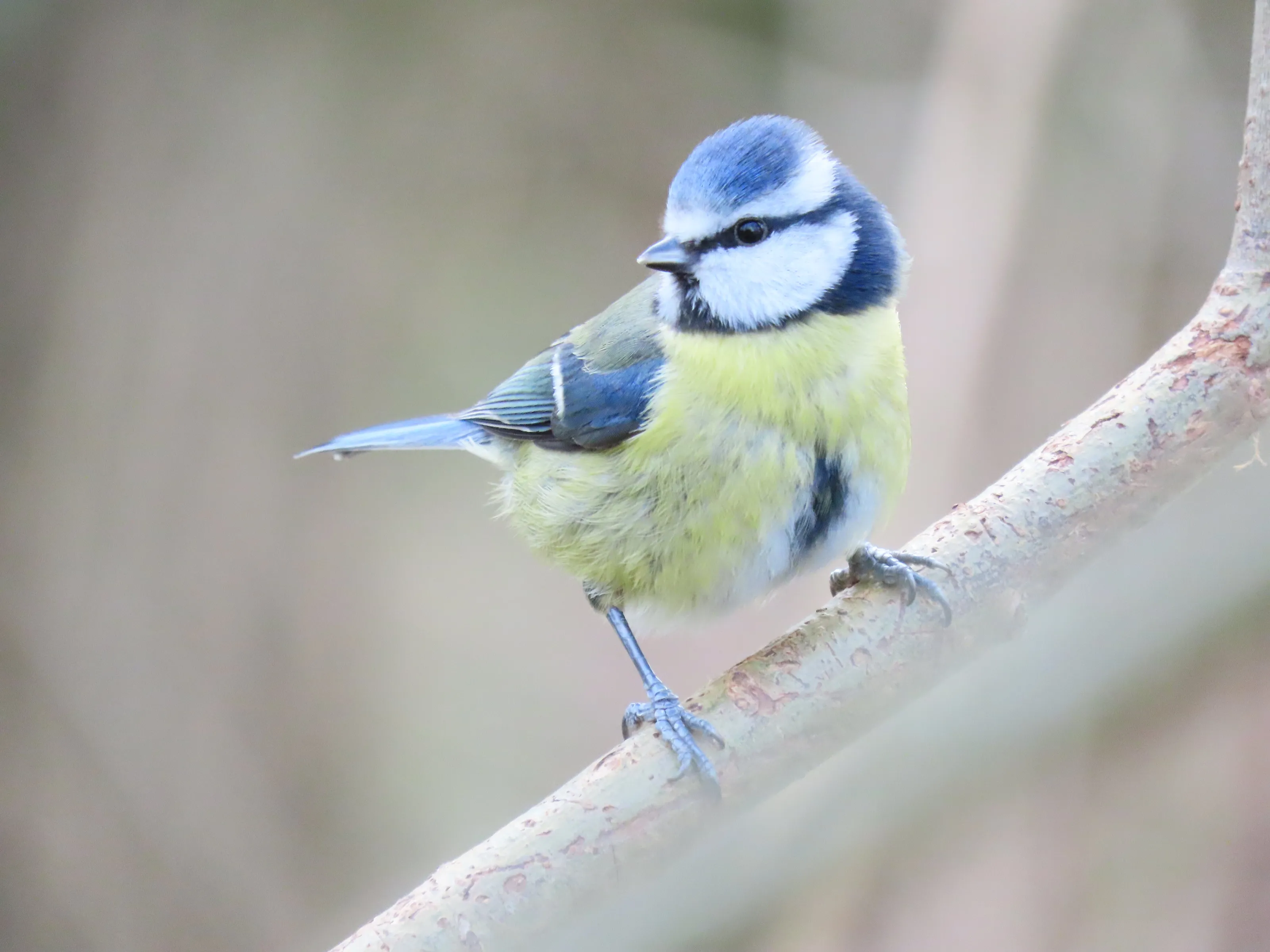 Blue tit