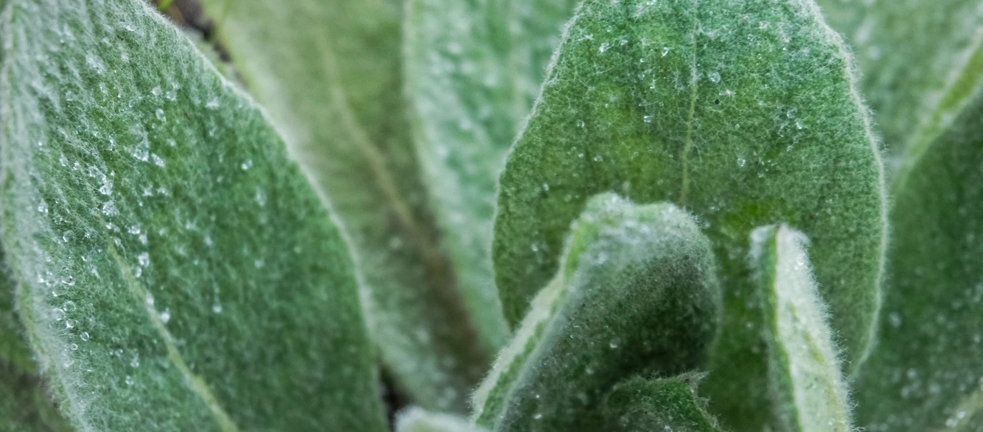 Lamb's Ear