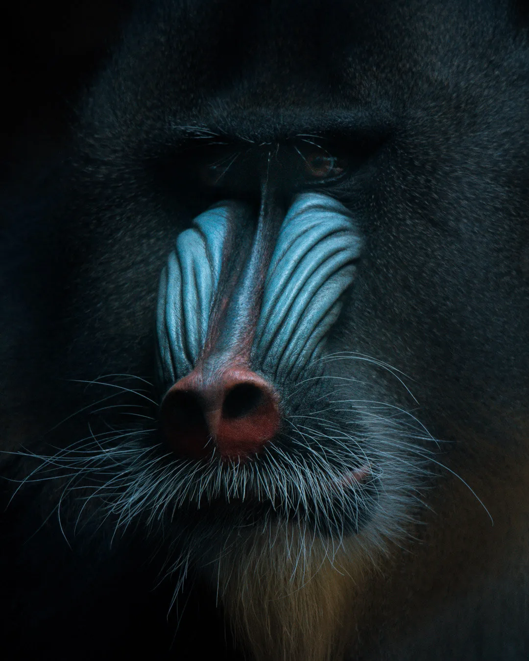Rafiki