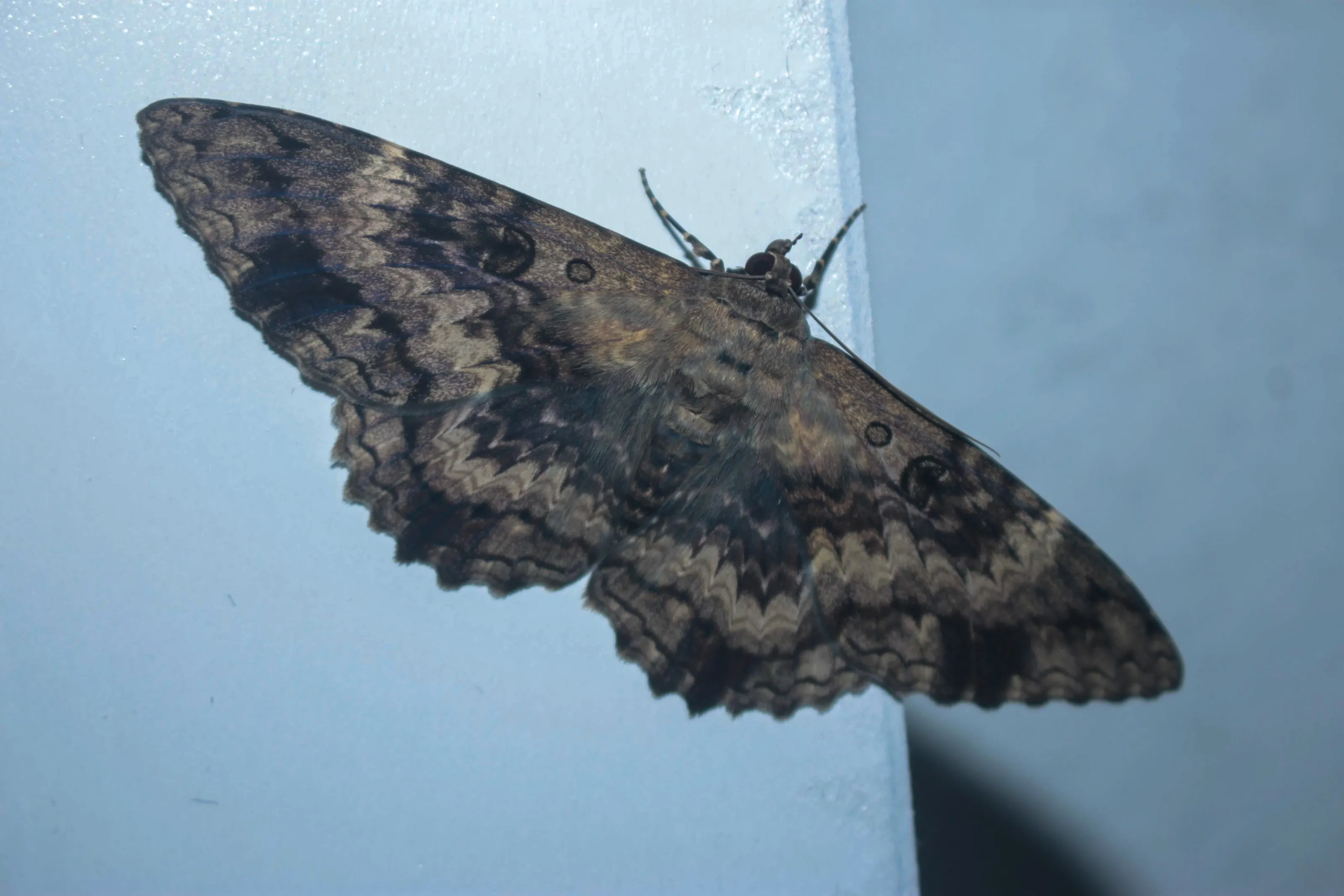 Uma mariposa