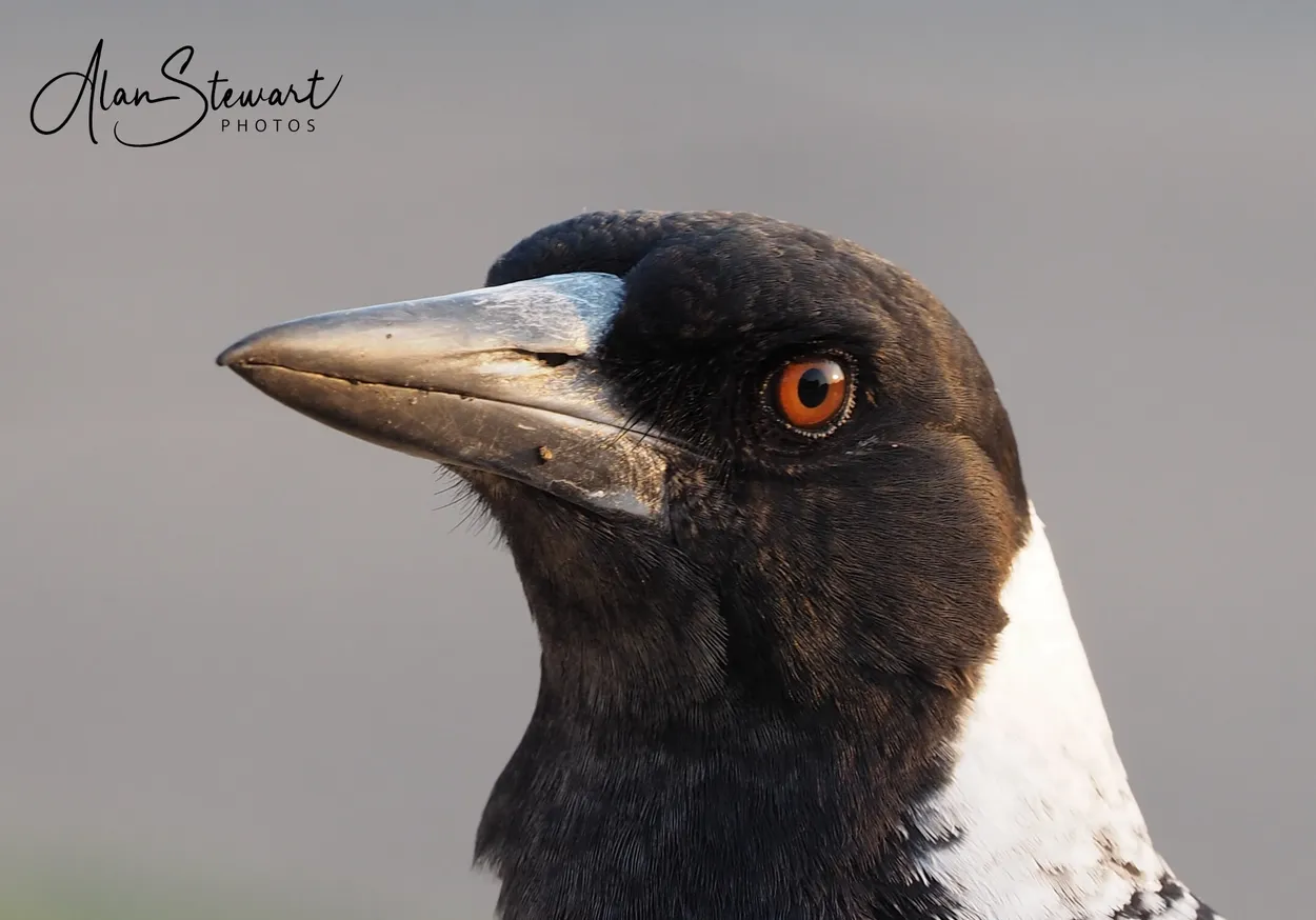 Entry 6592882